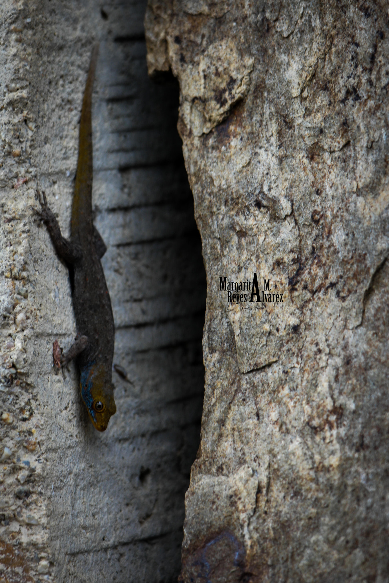 Samsung NX500 + NX 50-200mm F4-5.6 sample photo. Reptil photography