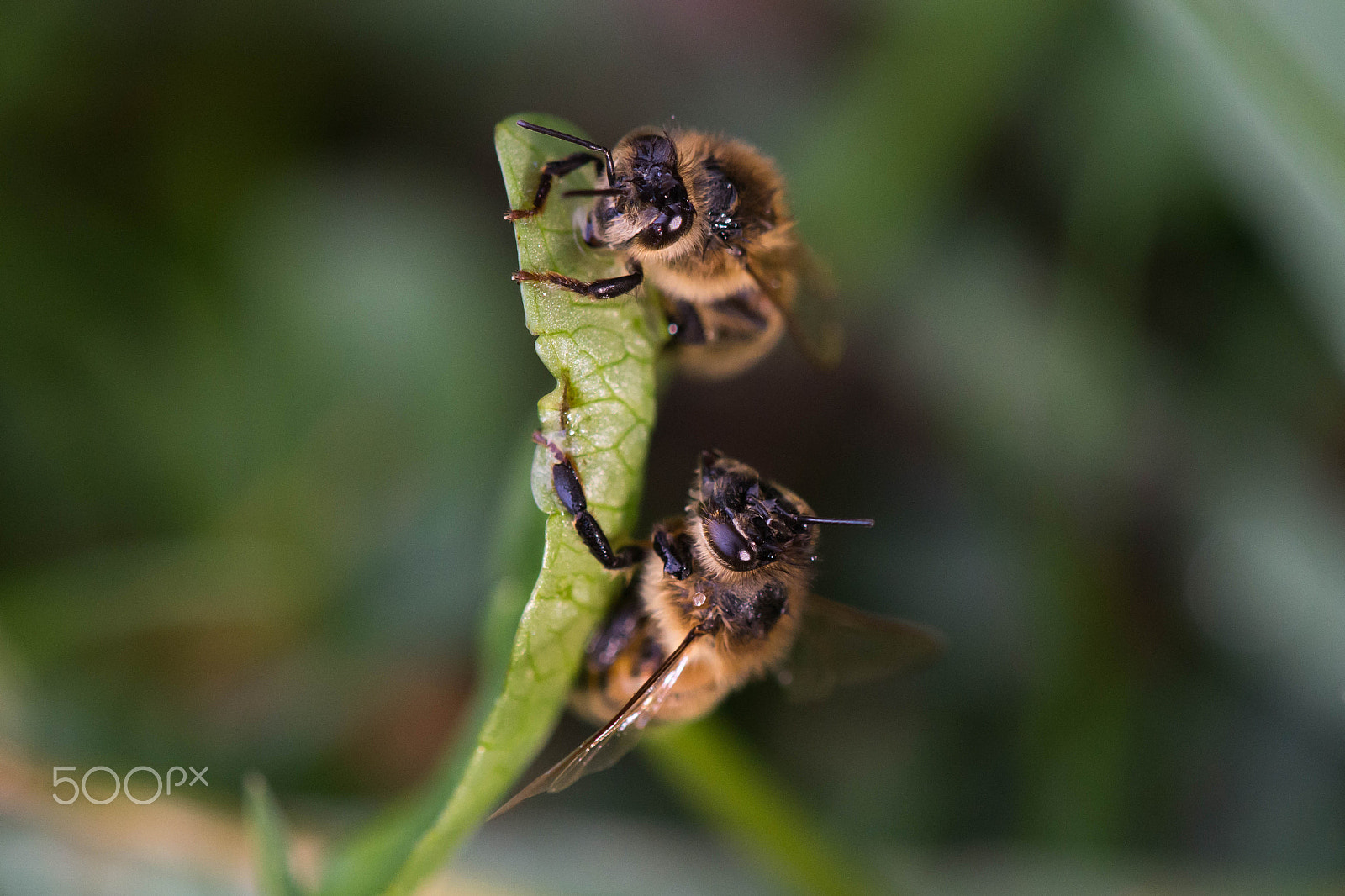 Nikon AF-S DX Micro-Nikkor 85mm F3.5G ED VR sample photo. Dead honeybees photography