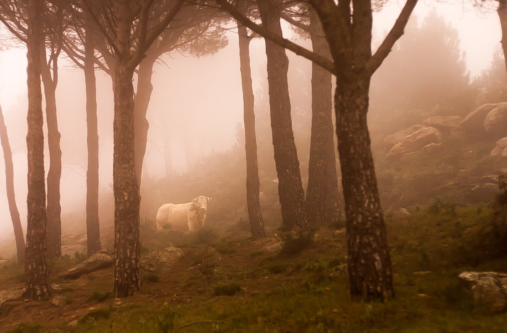 Canon EOS D30 sample photo. Mystical cow photography