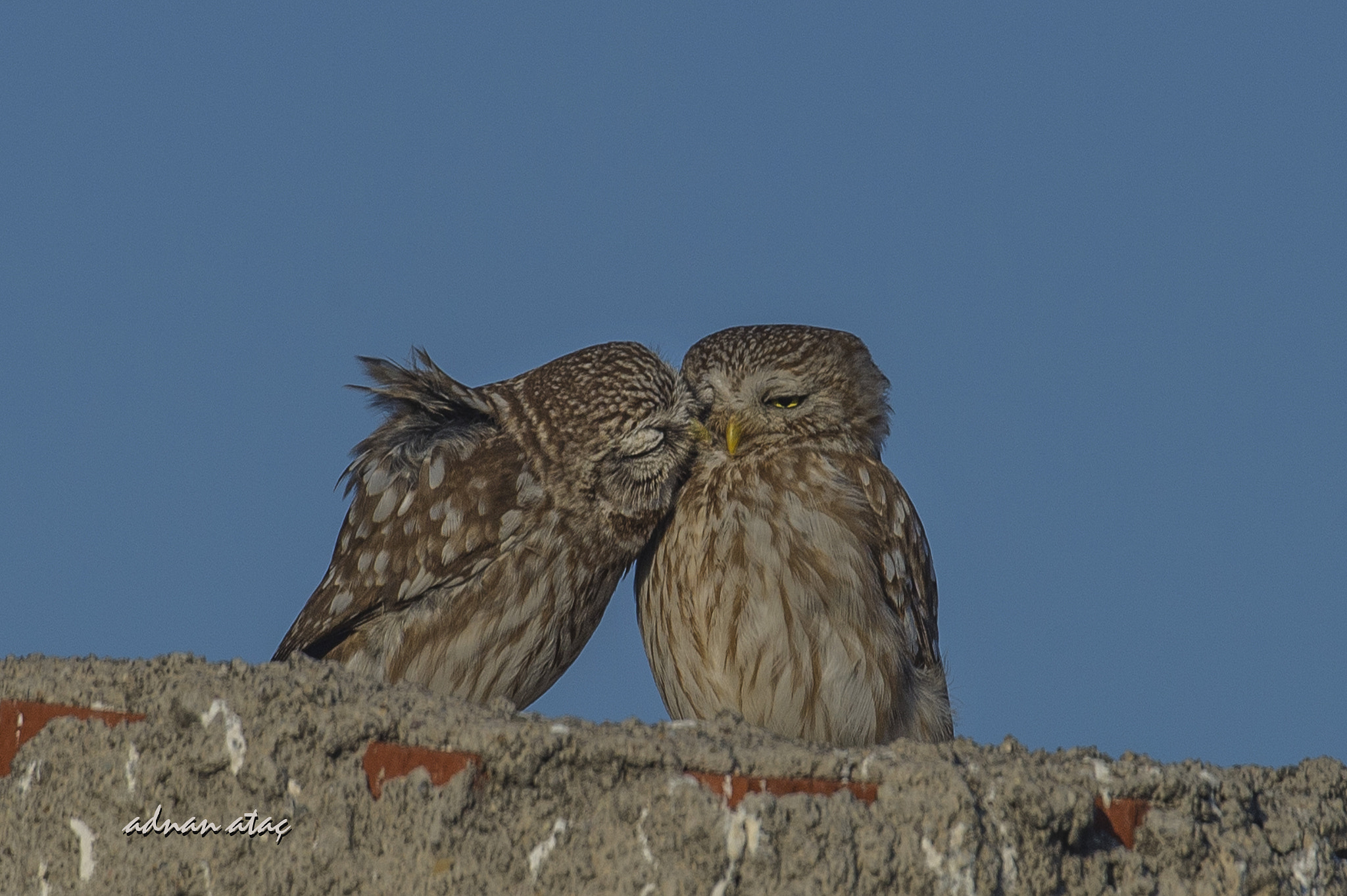 Sigma 300-800mm F5.6 EX DG HSM sample photo. Kukumav - little owl - athene noctua 1 photography