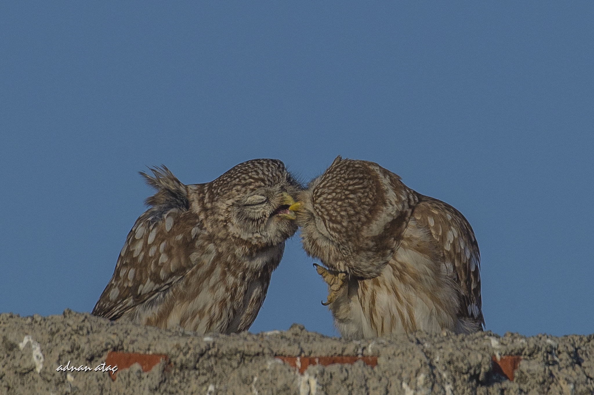 Nikon D4 sample photo. Kukumav - little owl - athene noctua 2 photography