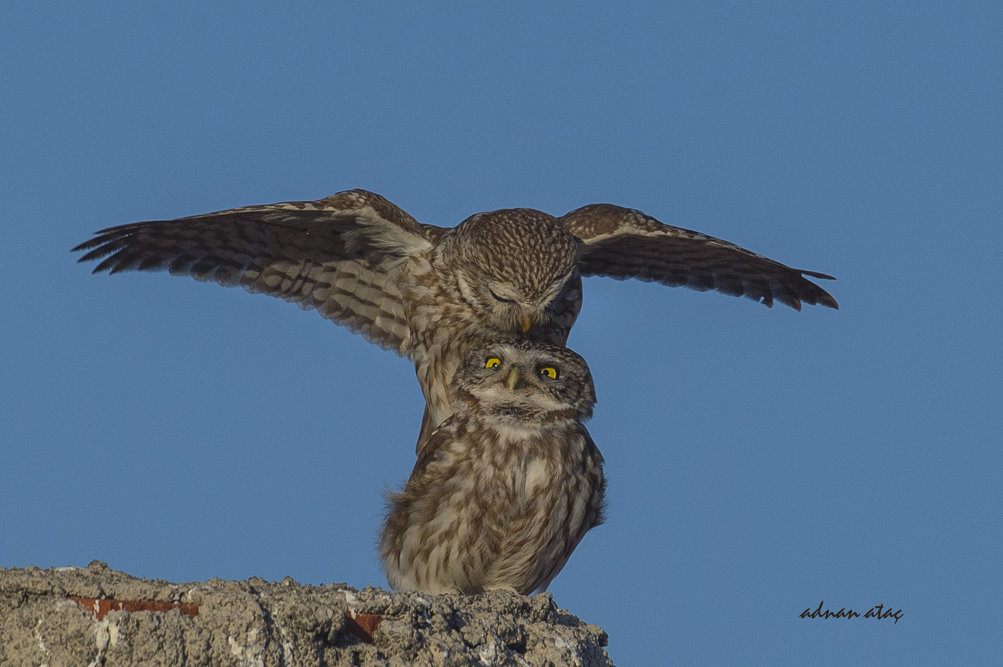 Nikon D4 sample photo. Kukumav - little owl - athene noctua 3 photography
