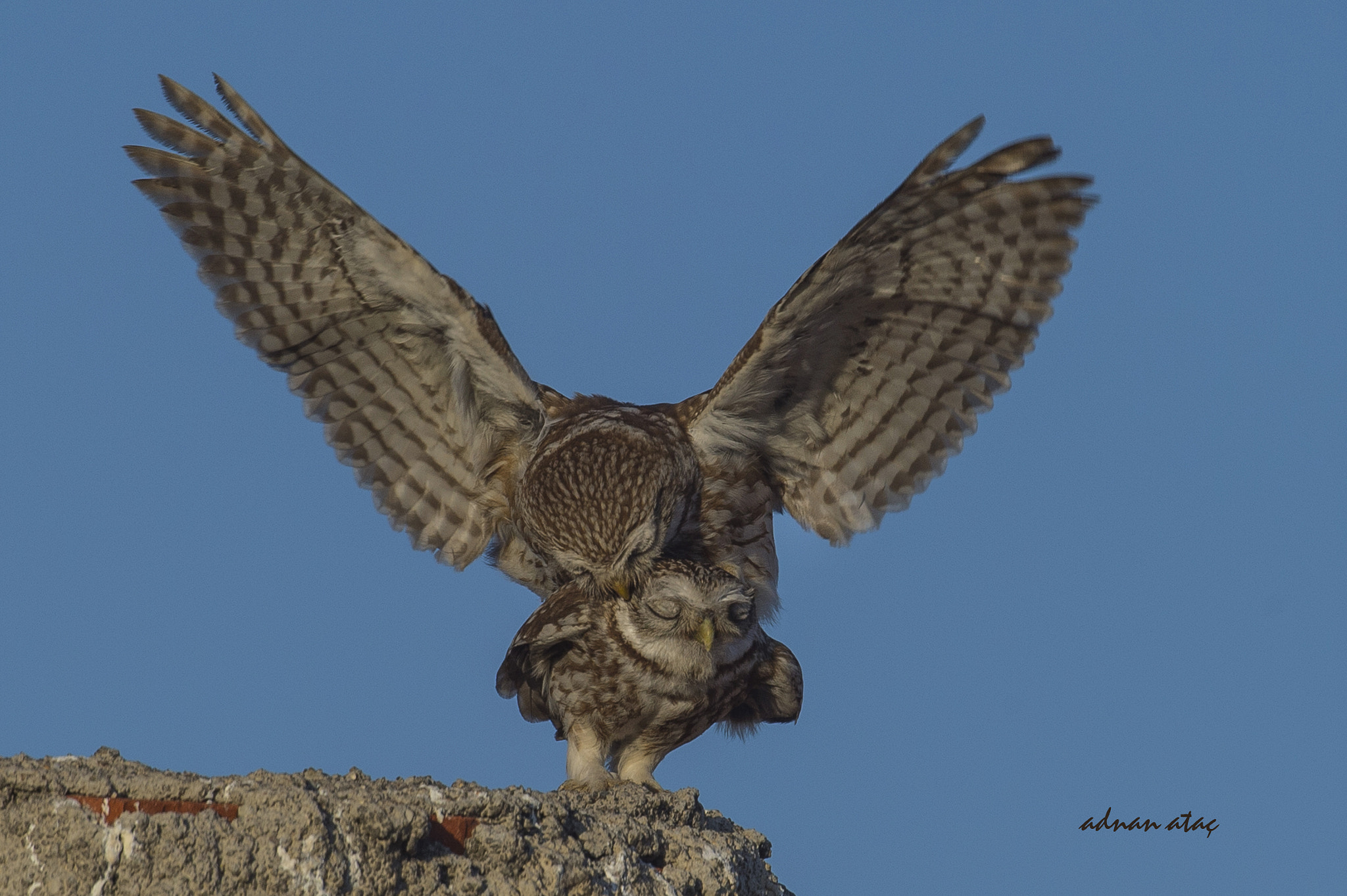 Nikon D4 sample photo. Kukumav - little owl - athene noctua 4 photography