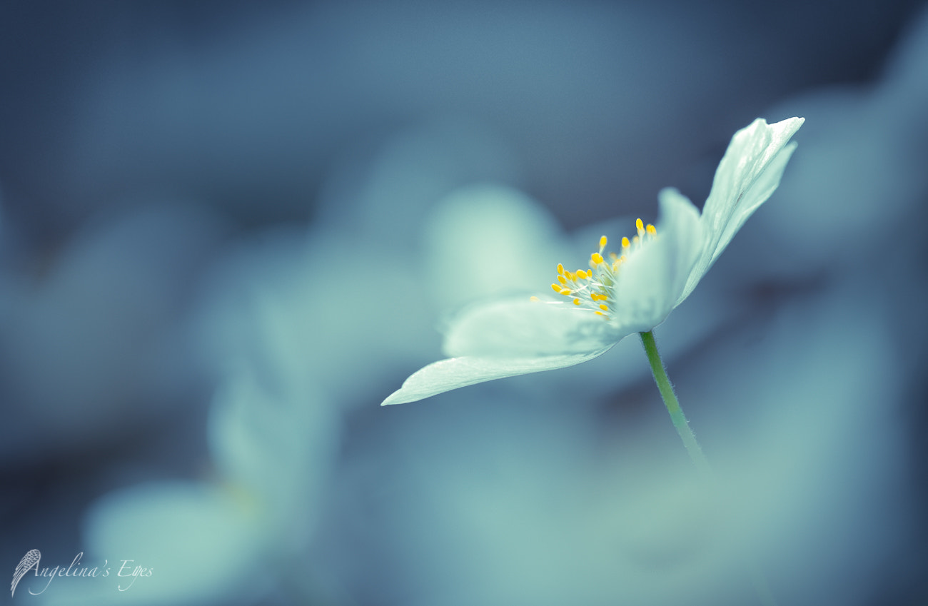 100mm F2.8 G SSM OSS sample photo. Born to be alive photography