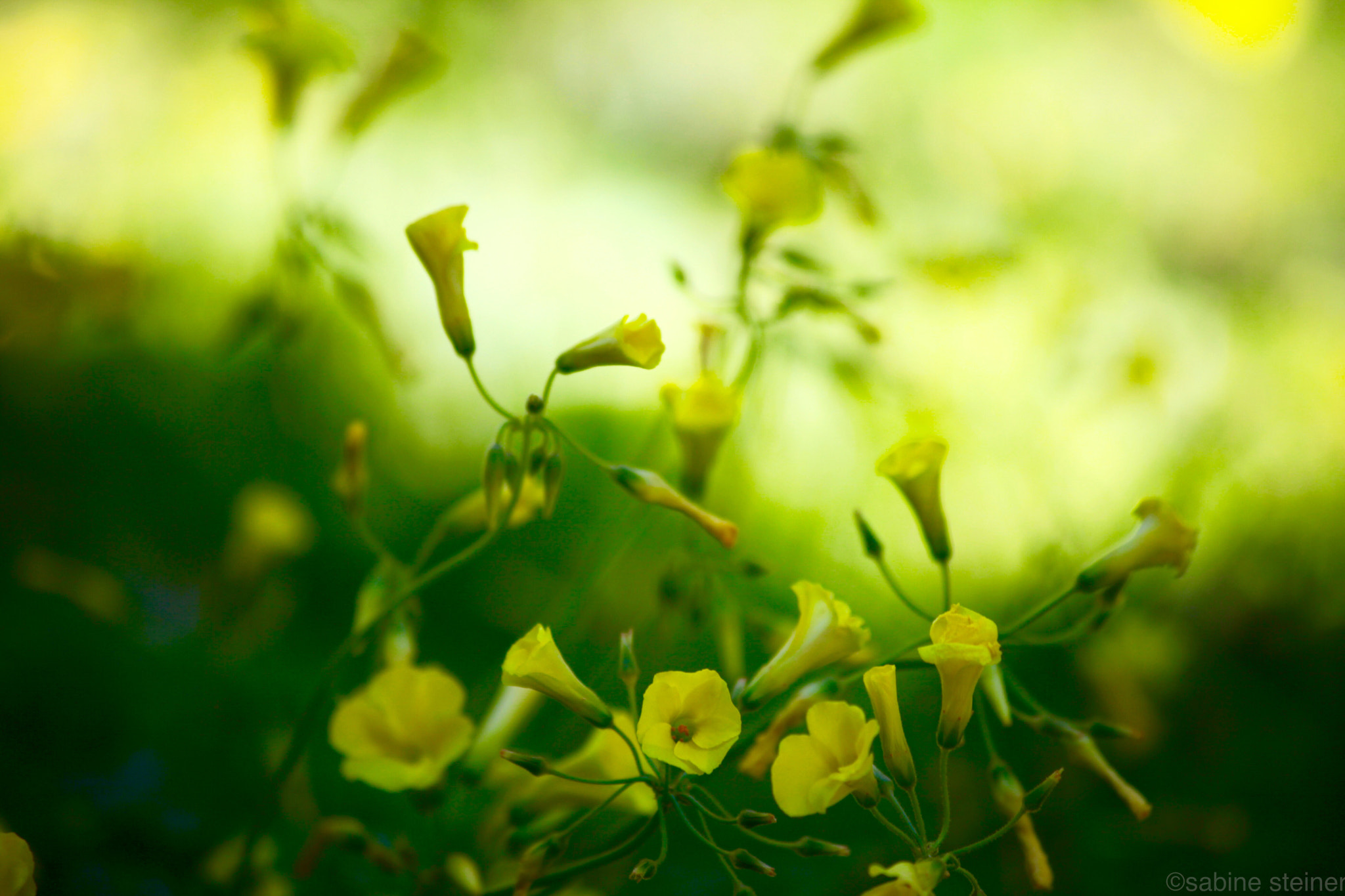 Canon EF 70-300mm F4-5.6 IS USM sample photo. Happy yellow flowers photography