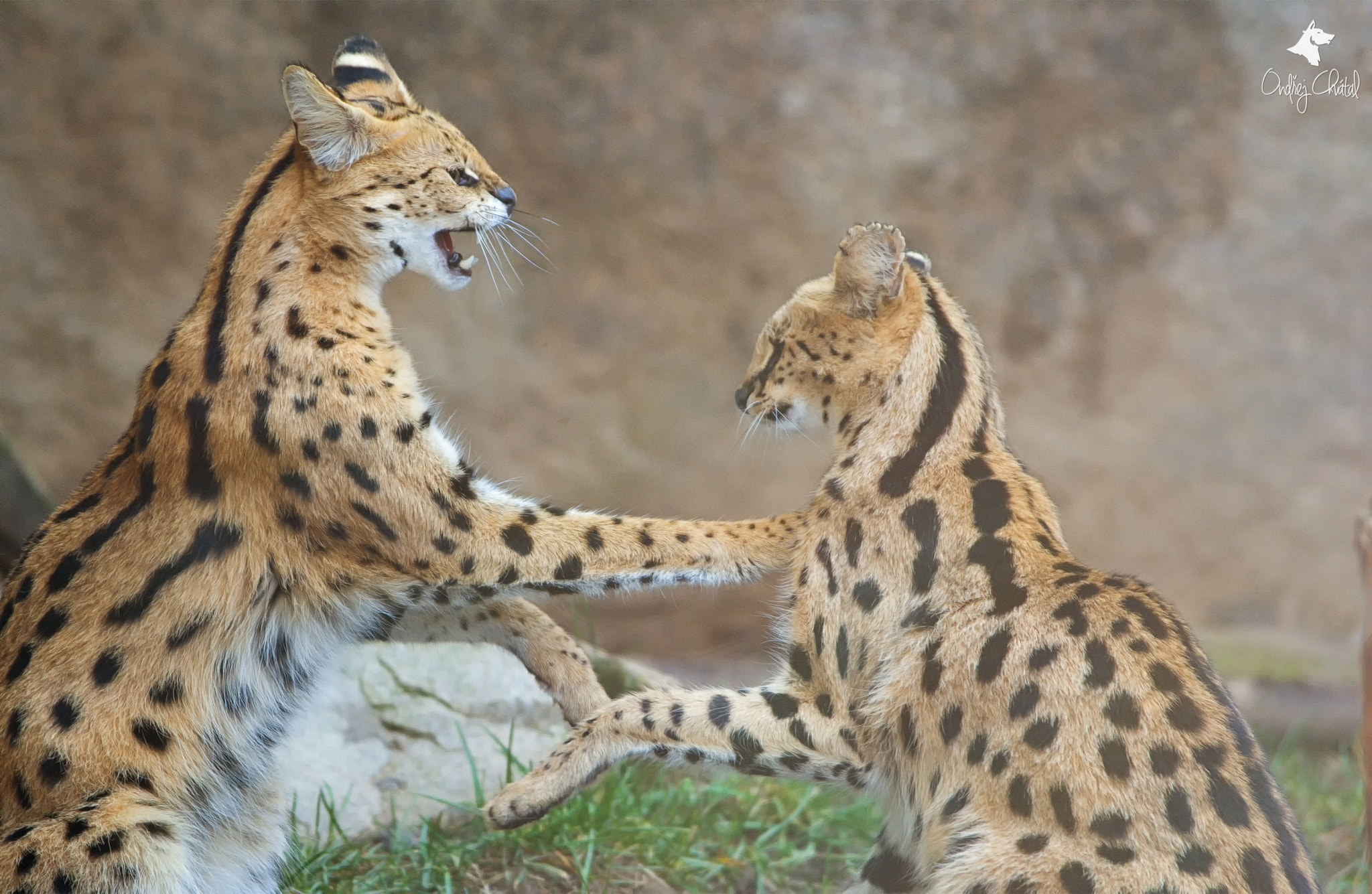 70.00 - 200.00 mm f/2.8 sample photo. Serval (leptailurus serval) photography