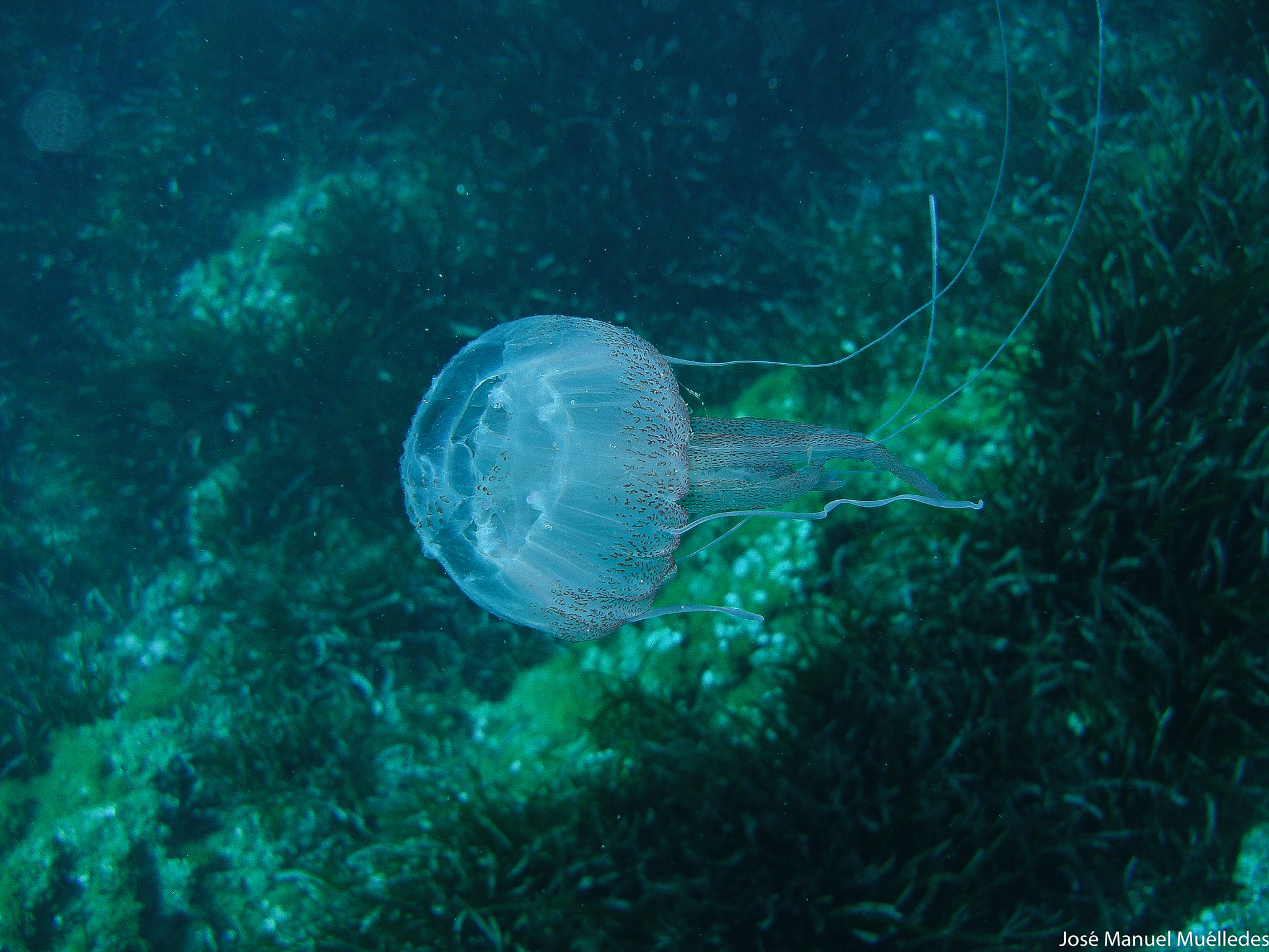 Olympus SP350 sample photo. Jellyfish photography