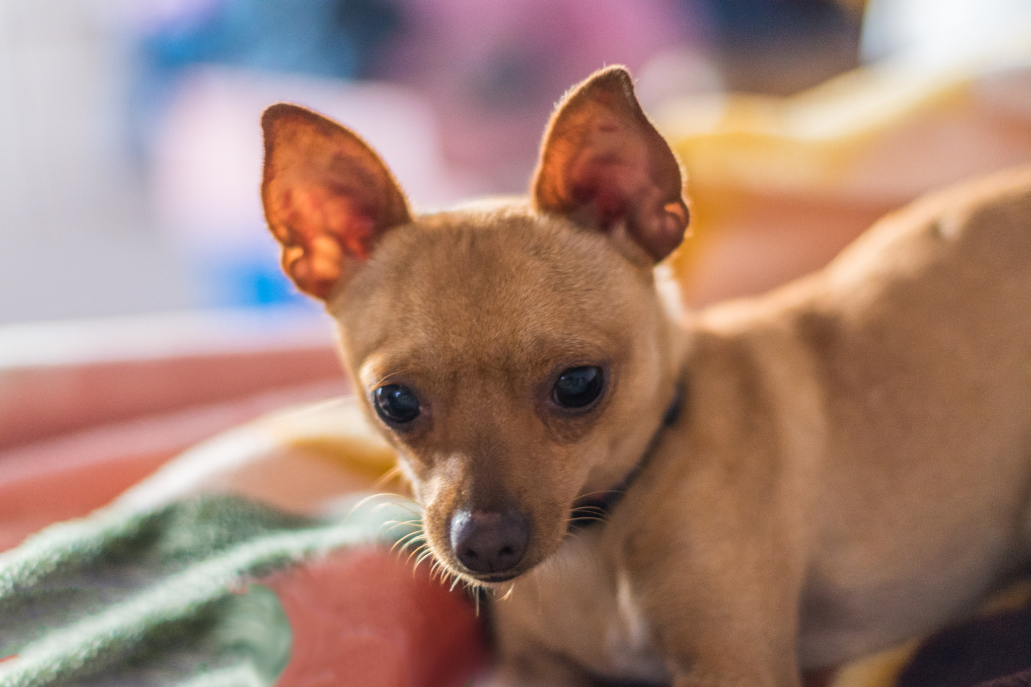 Nikon D5500 + Nikon AF-S Nikkor 50mm F1.4G sample photo. My little chihuahua "peligro" photography