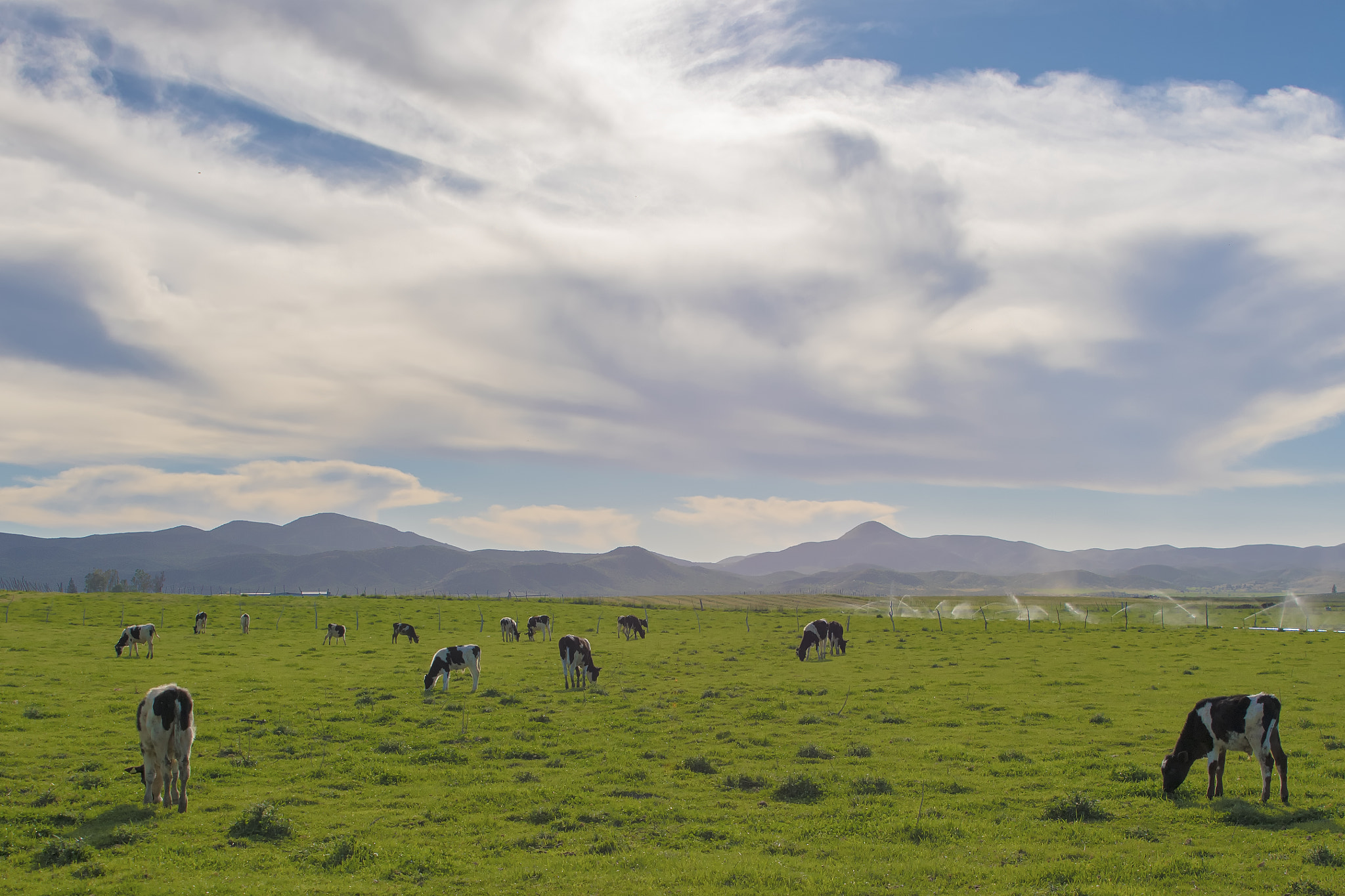 Tamron SP 24-70mm F2.8 Di VC USD sample photo. Happy cows photography