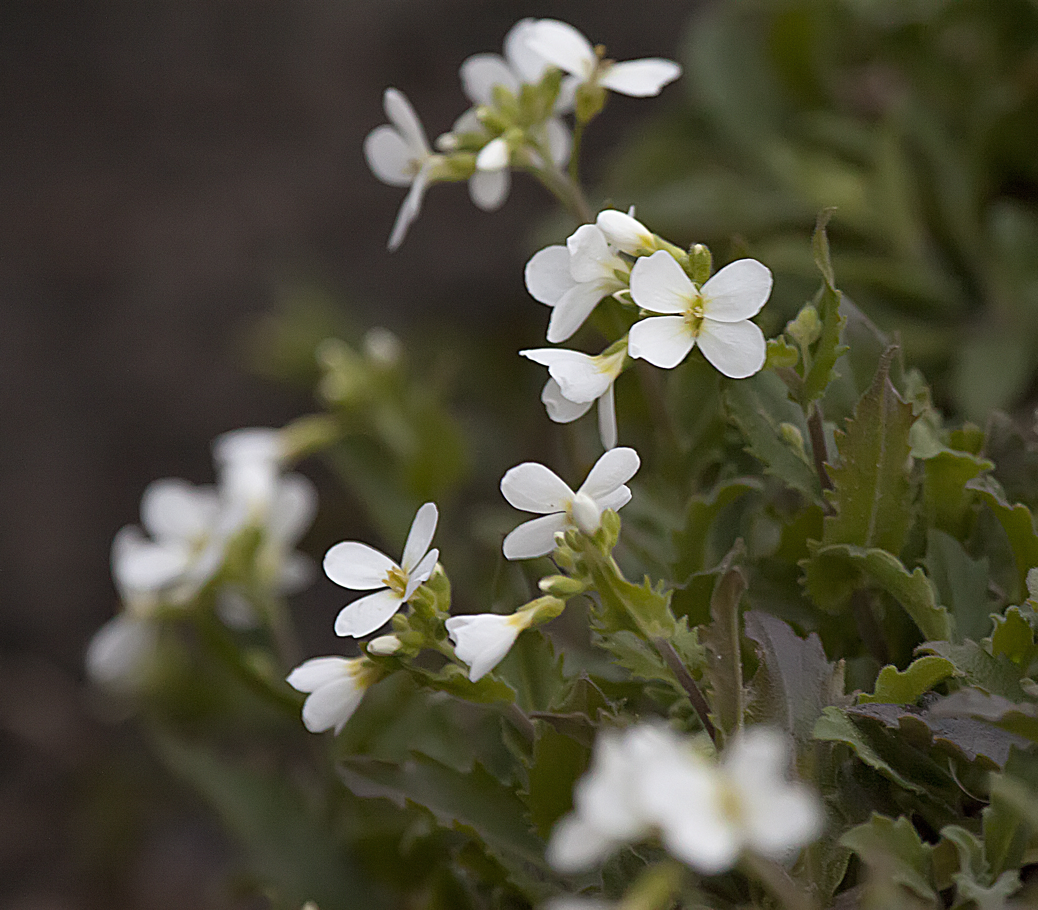Canon EF 100-400mm F4.5-5.6L IS USM sample photo. White little flowers photography
