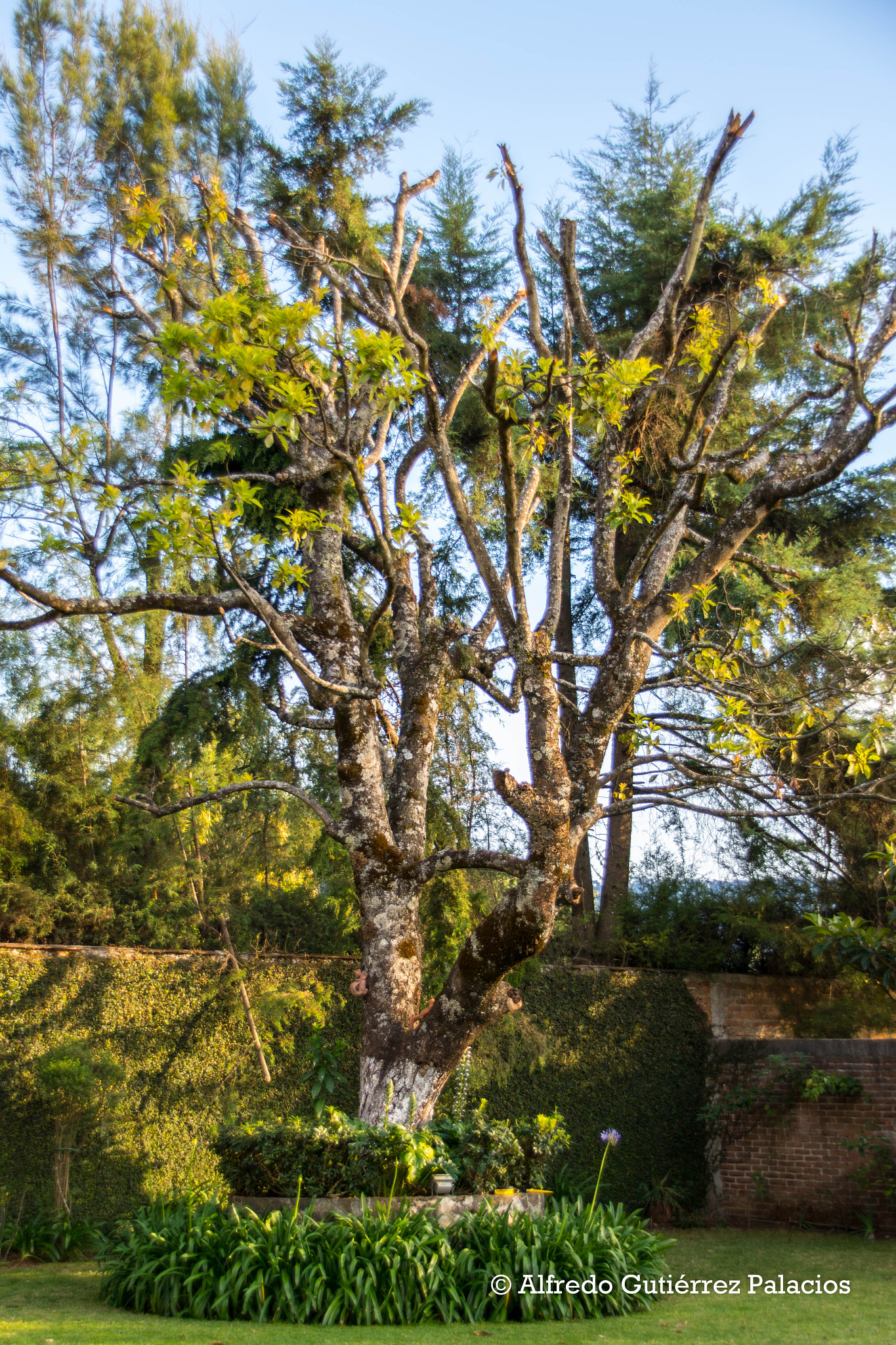 Sigma 18-200mm F3.5-6.3 DC OS HSM sample photo. "aguacato" photography