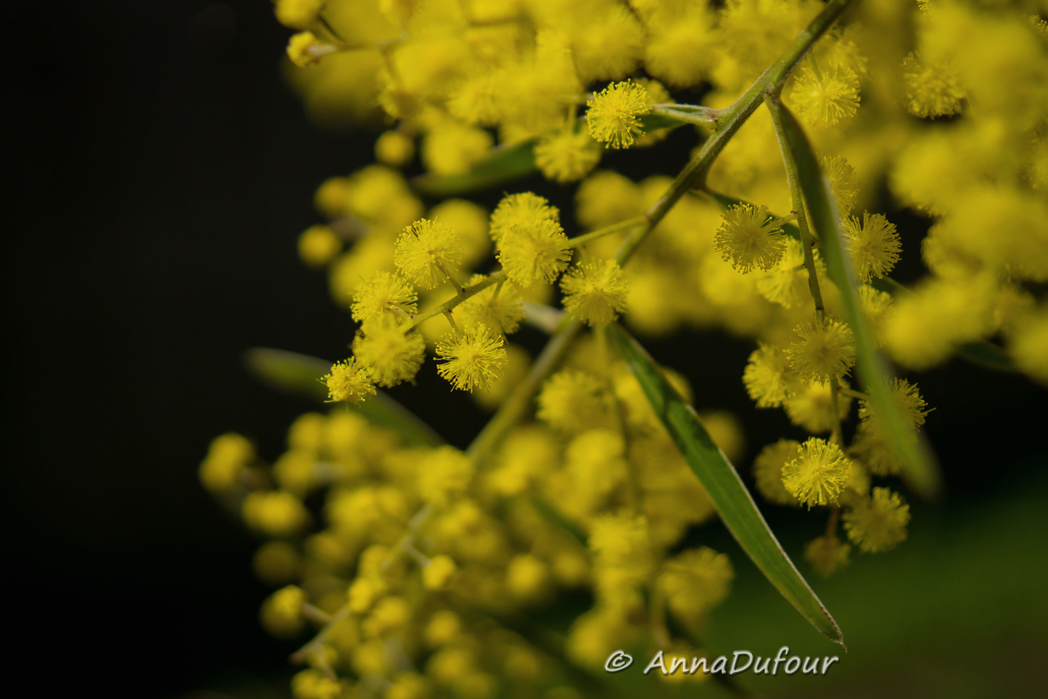 Sony SLT-A77 + Sony DT 30mm F2.8 Macro SAM sample photo. Mimosa photography