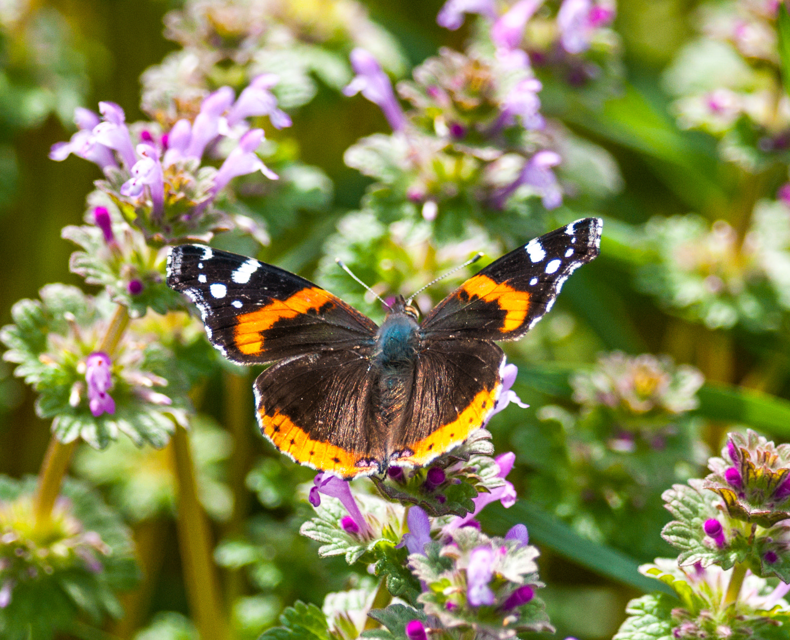 Nikon D300S + Nikon AF-S Nikkor 300mm F4D ED-IF sample photo. Red admiral photography