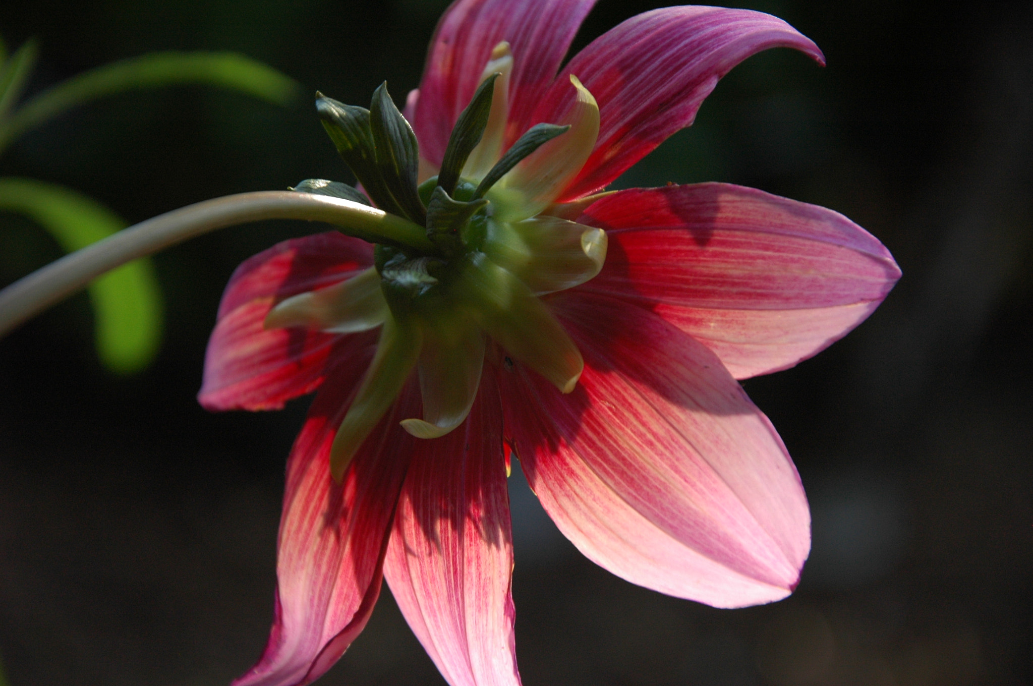 Nikon D70 sample photo. Flower photography