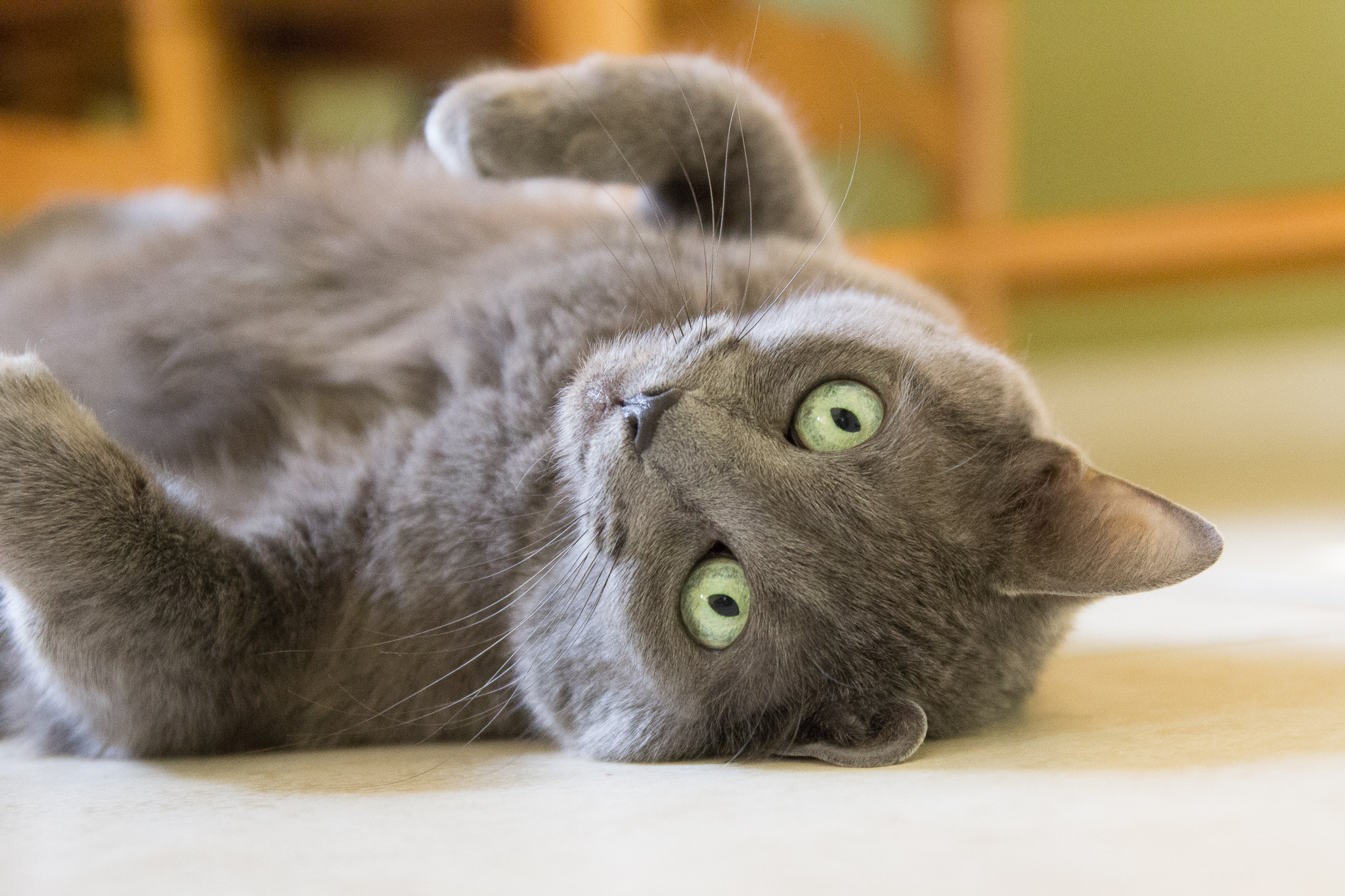 Tamron SP AF 17-50mm F2.8 XR Di II LD Aspherical (IF) sample photo. Pretty cleo kitty photography