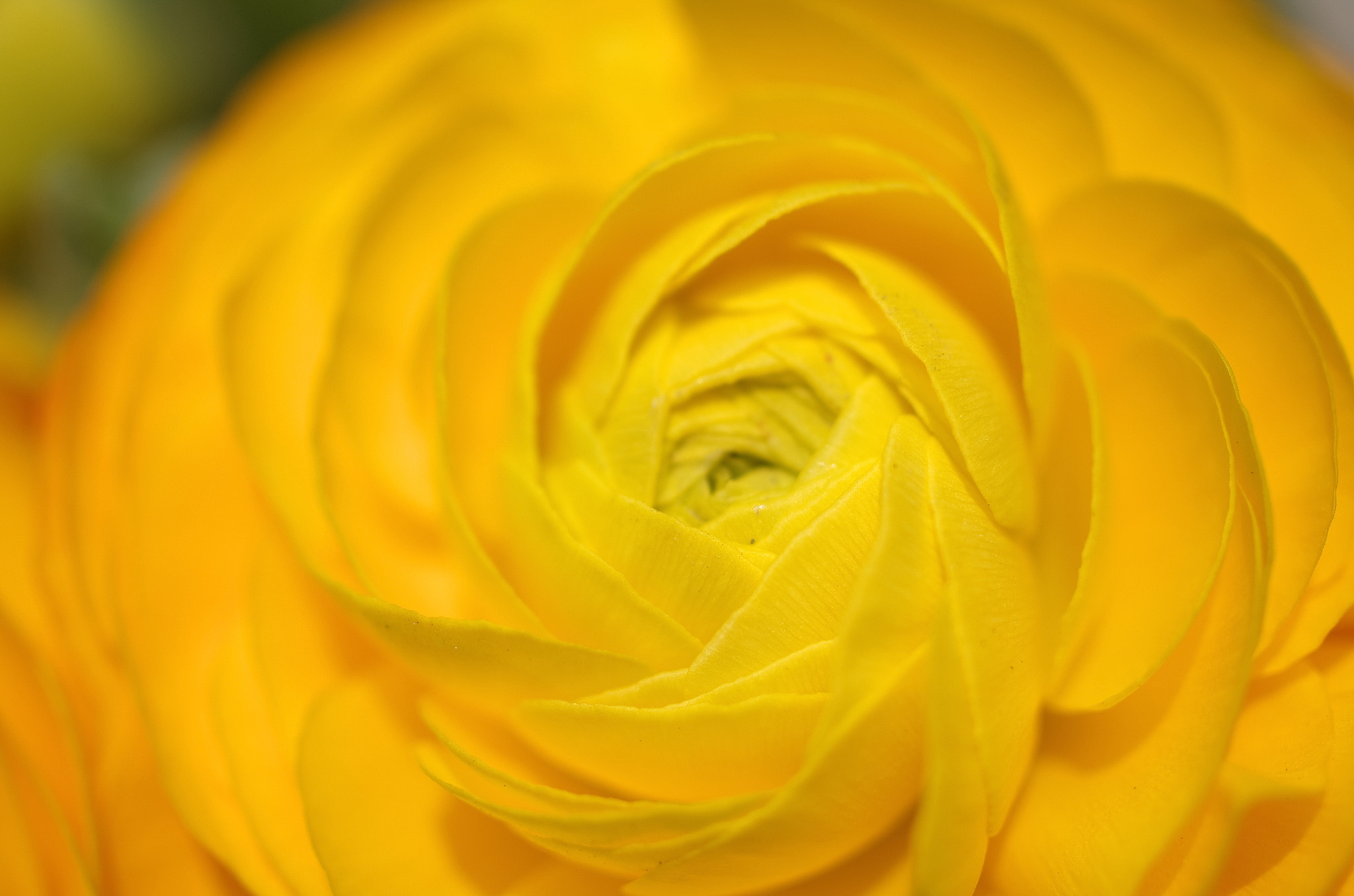 Pentax K-5 + HD Pentax DA 35mm F2.8 Macro Limited sample photo. Yellow photography