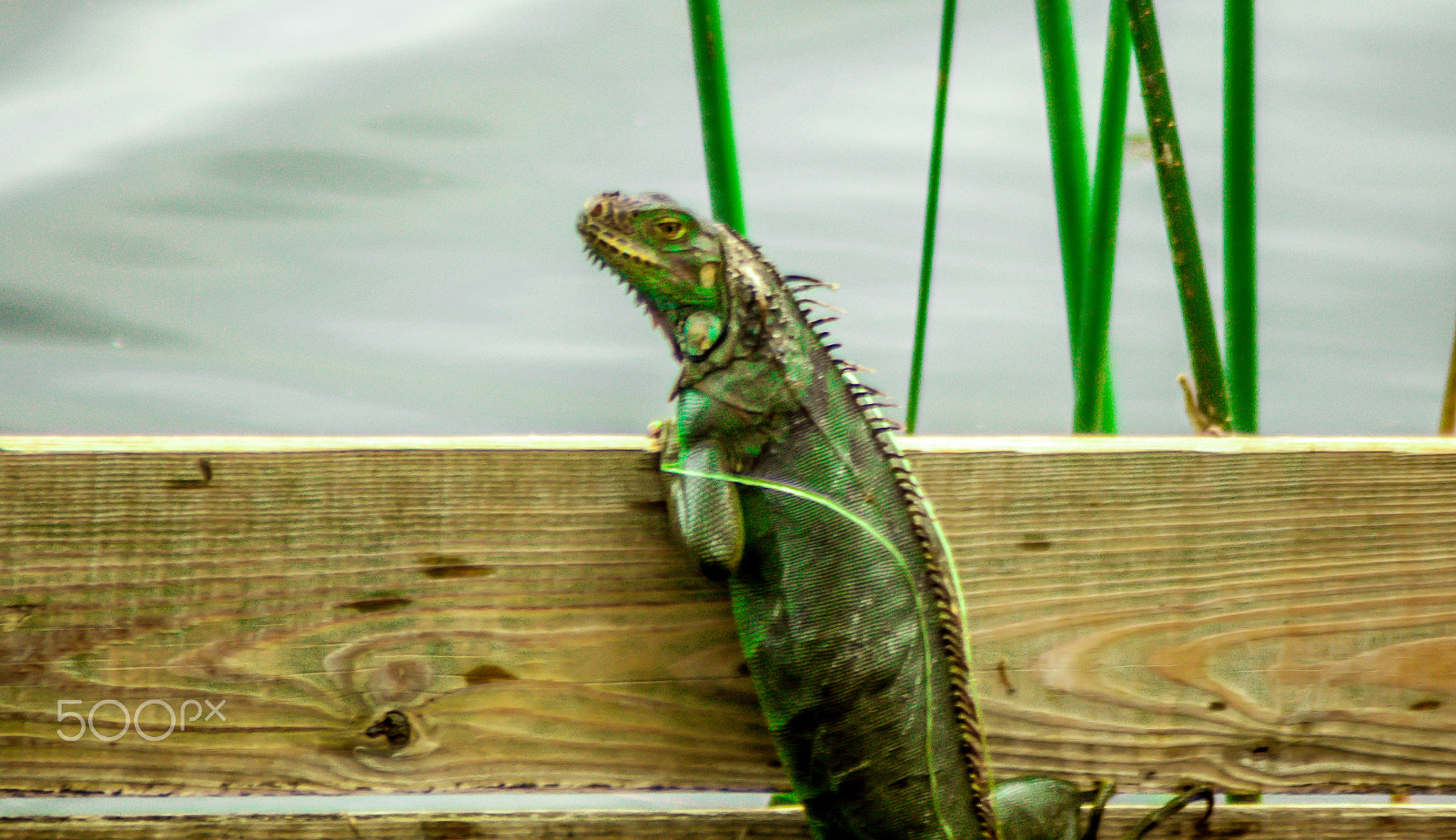 AF Zoom-Nikkor 24-50mm f/3.3-4.5 sample photo. Lake ida florida photography
