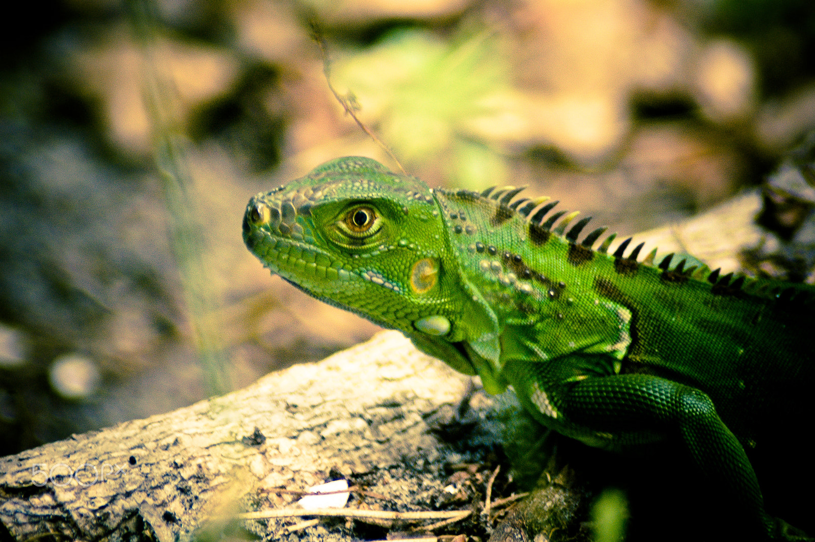 Nikon D40 + AF Zoom-Nikkor 24-50mm f/3.3-4.5 sample photo. Lake ida florida photography