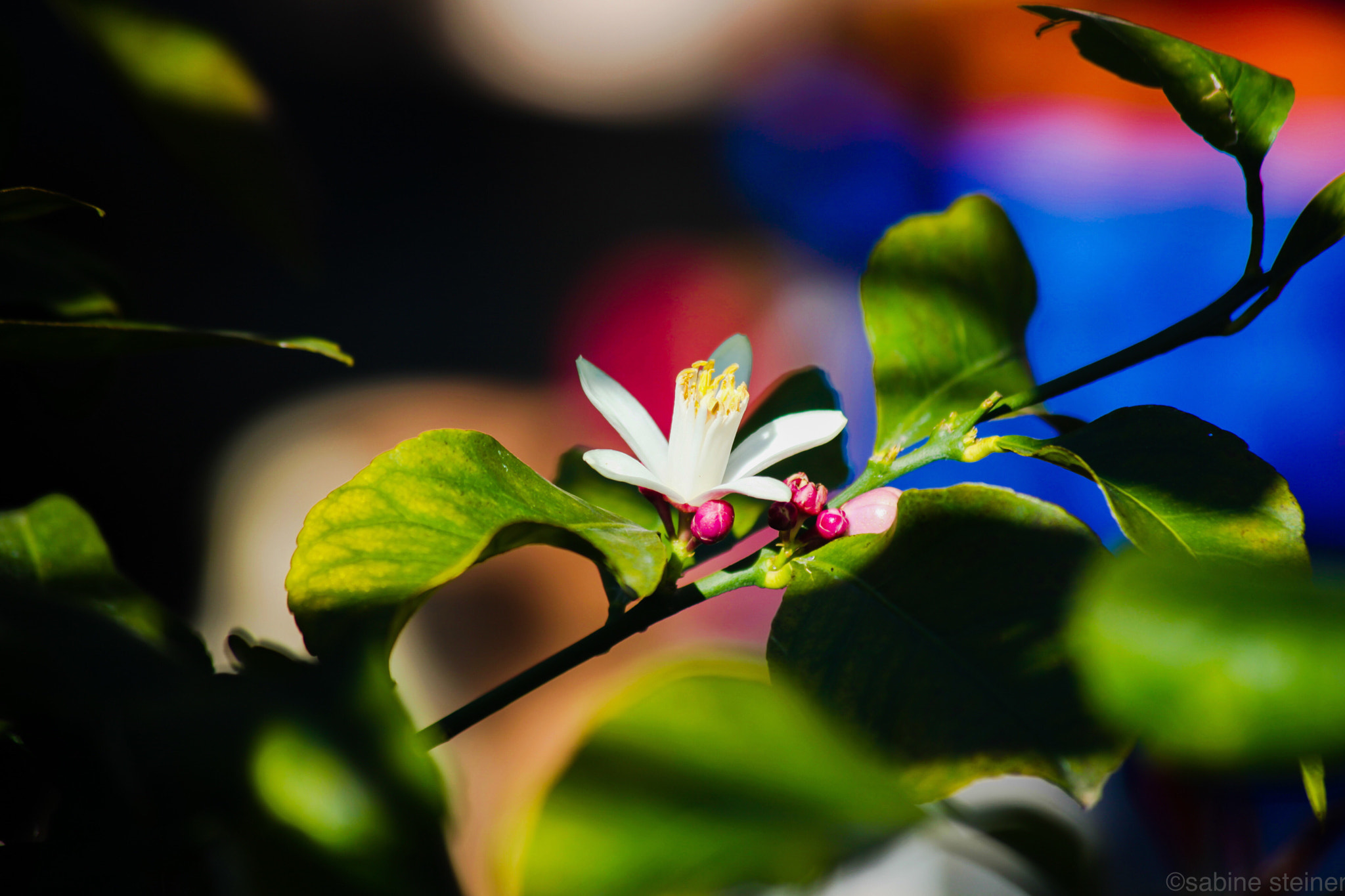 Canon EF 70-300mm F4-5.6 IS USM sample photo. Lemon blossom photography