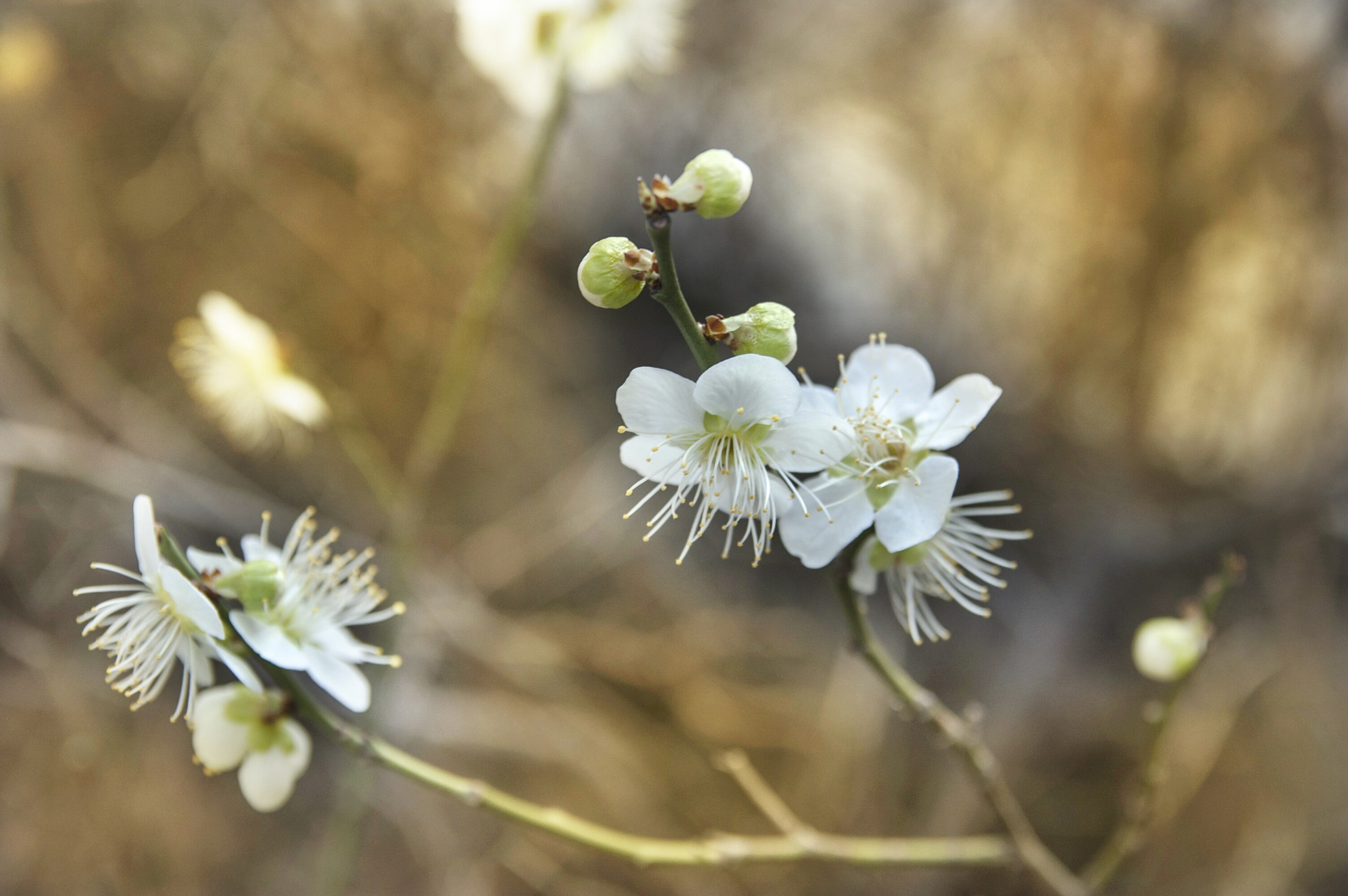 Nikon D40 + Sigma 18-50mm F2.8 EX DC Macro sample photo. 청매(靑梅) photography