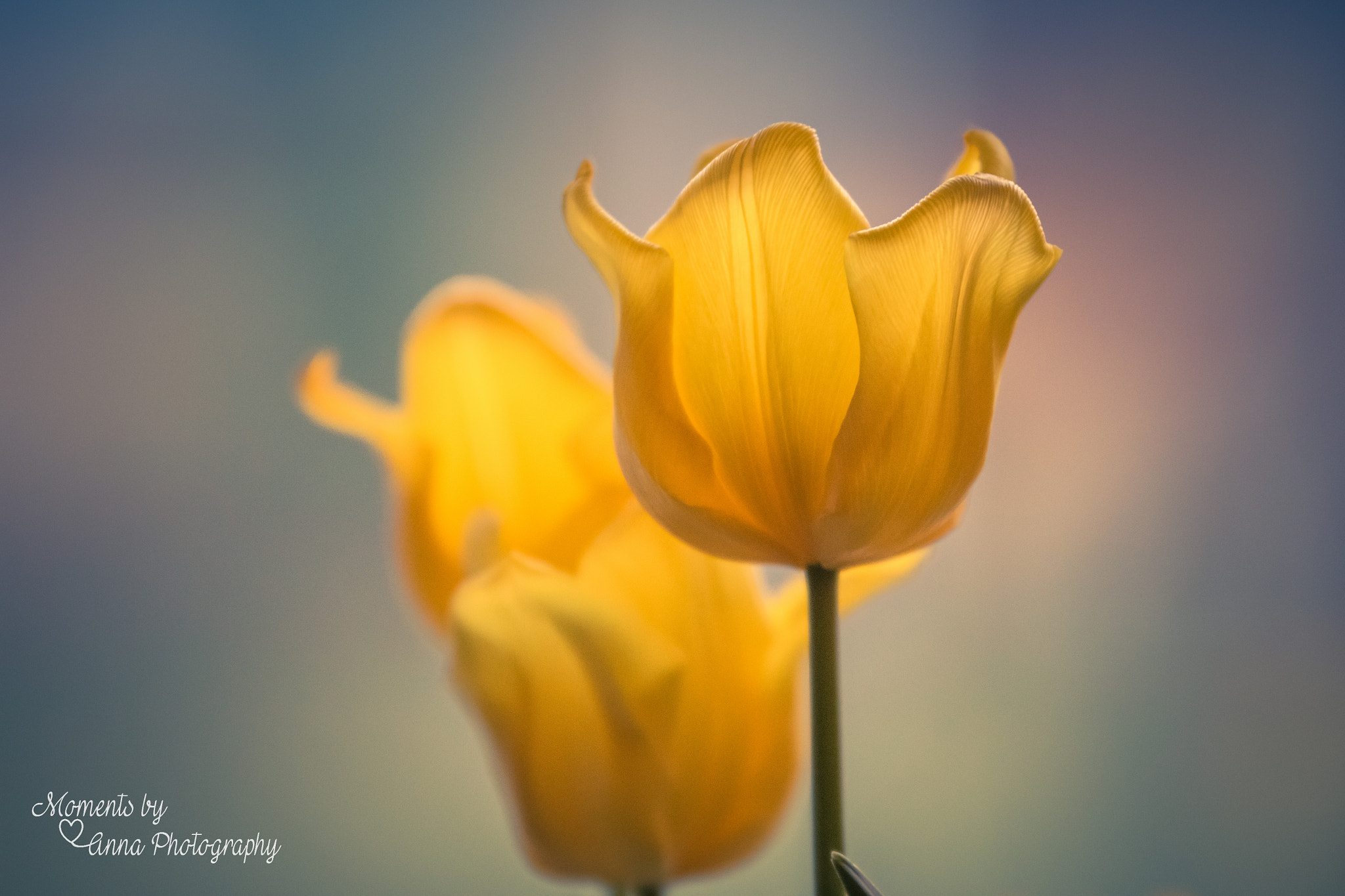Sigma 70-200mm F2.8 EX DG OS HSM sample photo. Yellow beauty photography