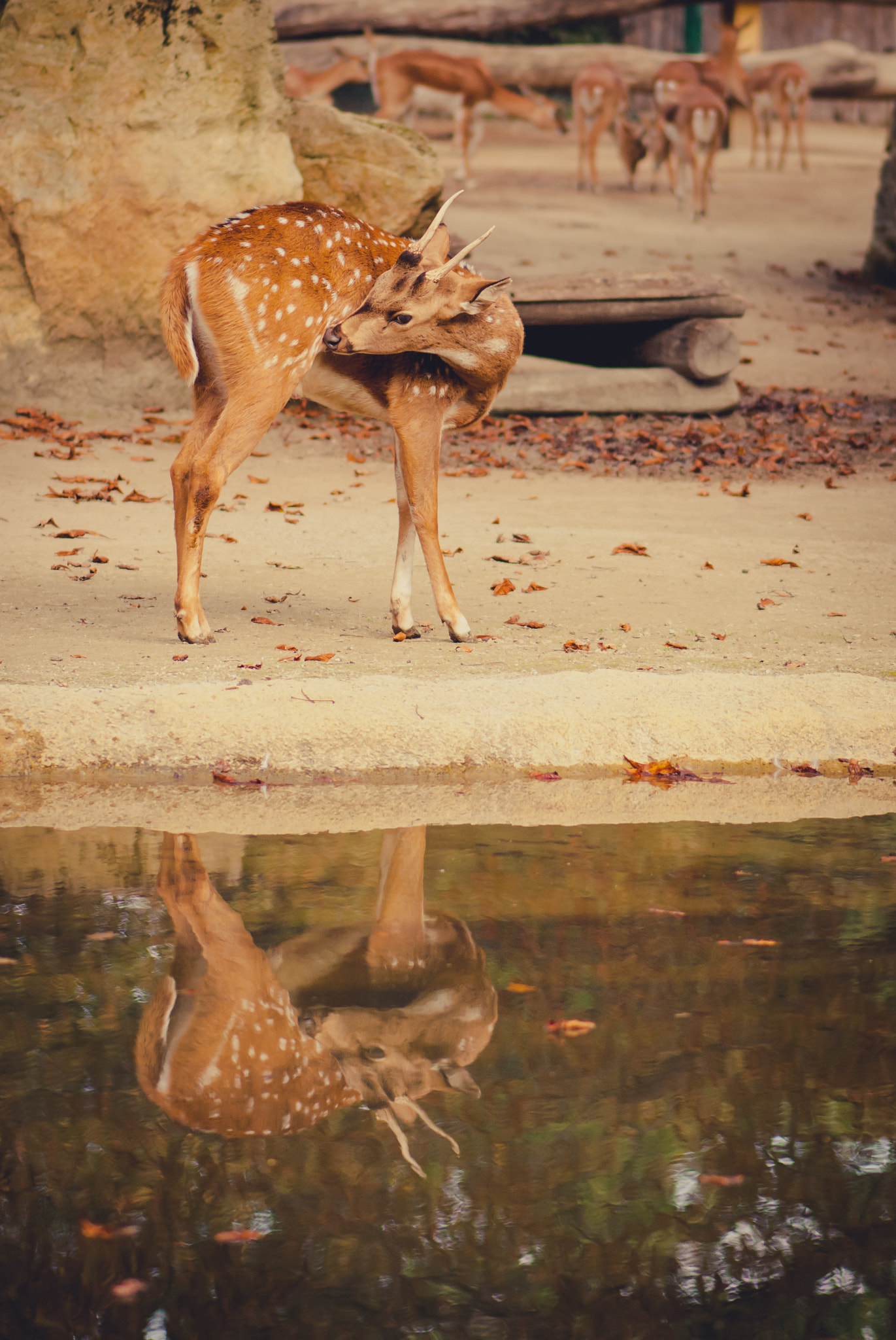 Nikon D60 sample photo. Deer mirroring in water photography