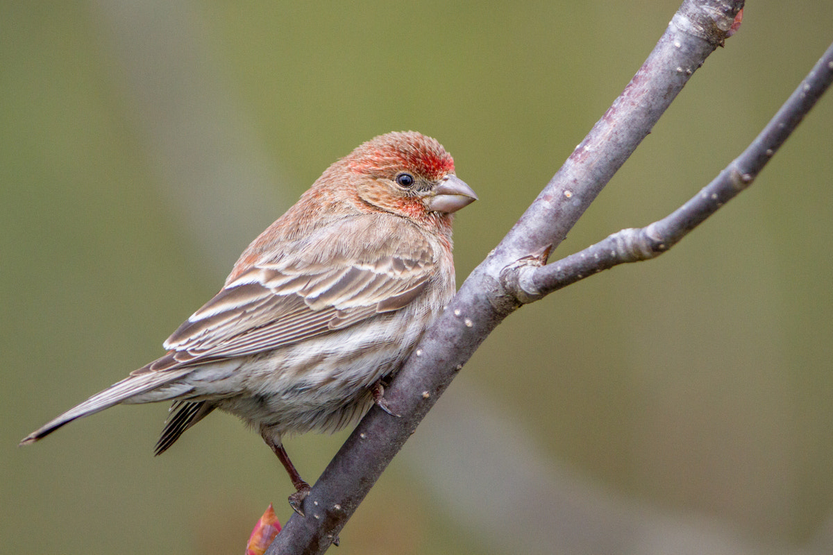 Canon EF 200-400mm F4L IS USM Extender 1.4x sample photo. House finch photography