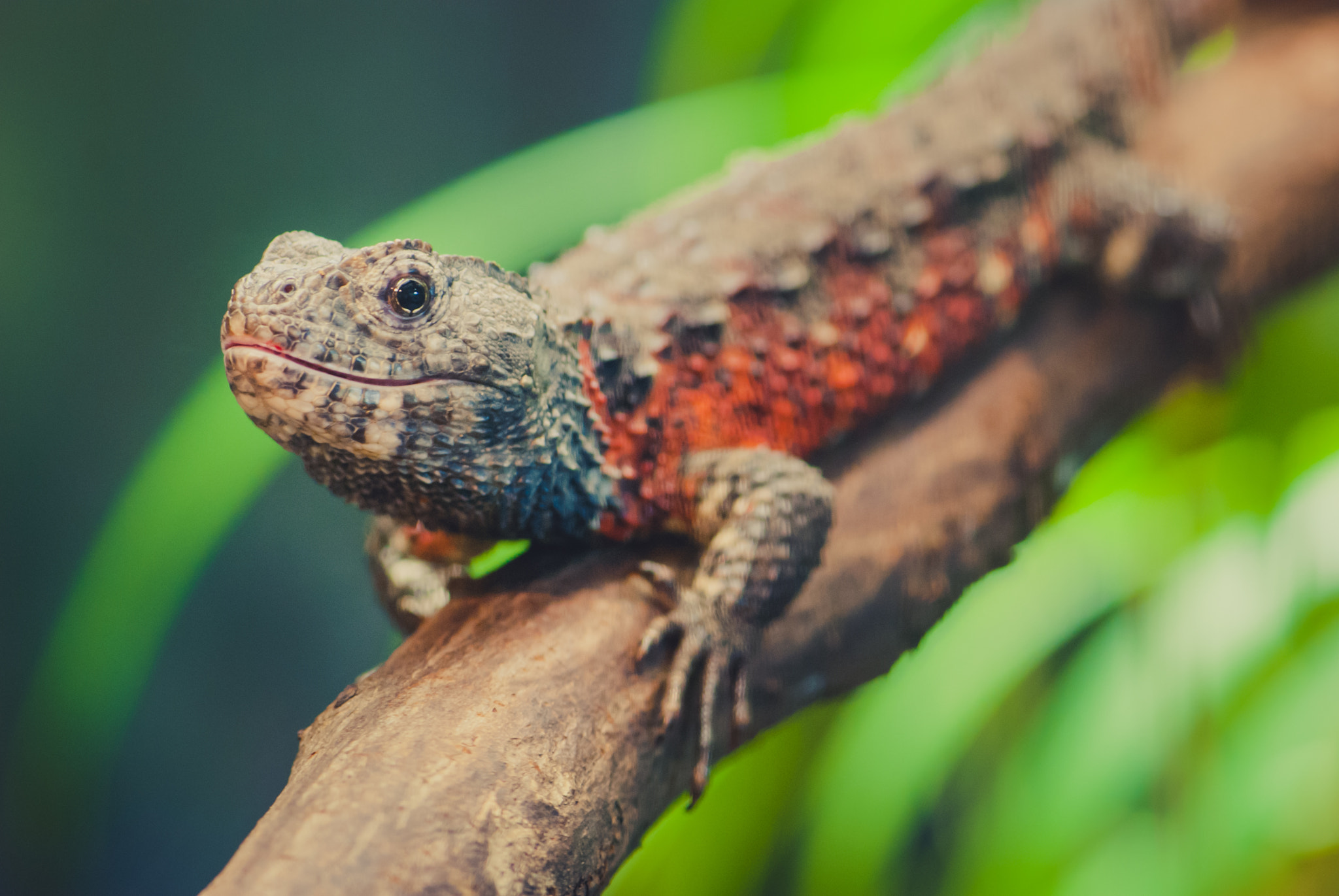 Nikon D60 + Nikon AF-S Micro-Nikkor 105mm F2.8G IF-ED VR sample photo. Curious reptile photography