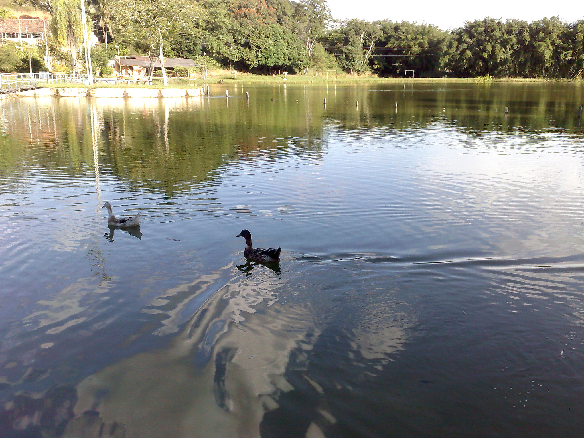 Nokia N95 sample photo. Ducks in lake photography