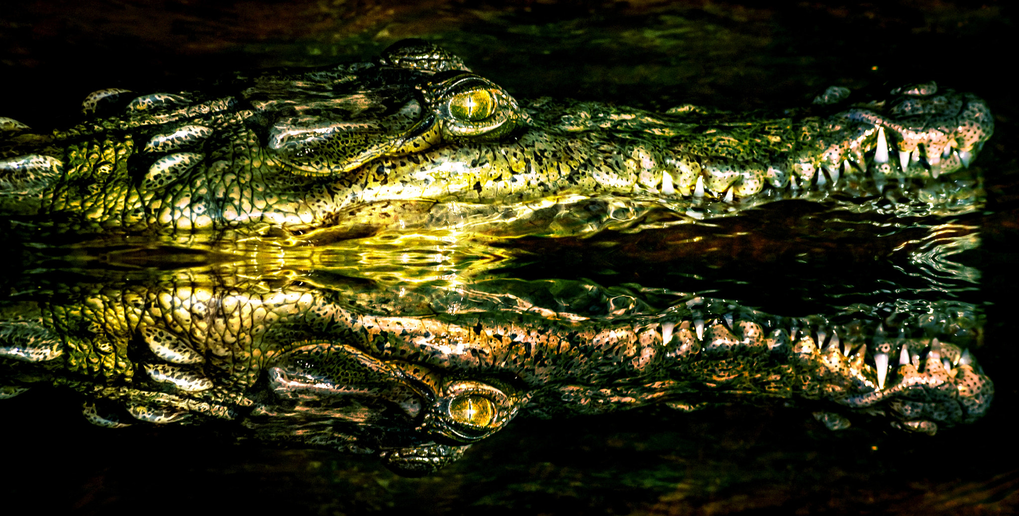 Nikon D300S + Sigma 70-300mm F4-5.6 APO DG Macro sample photo. The american crocodile photography