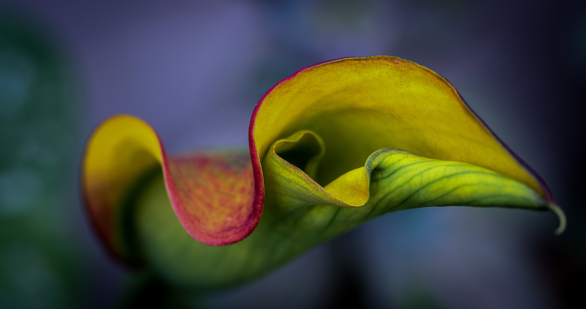 Canon EF-S 60mm F2.8 Macro USM sample photo. Nature's heart photography