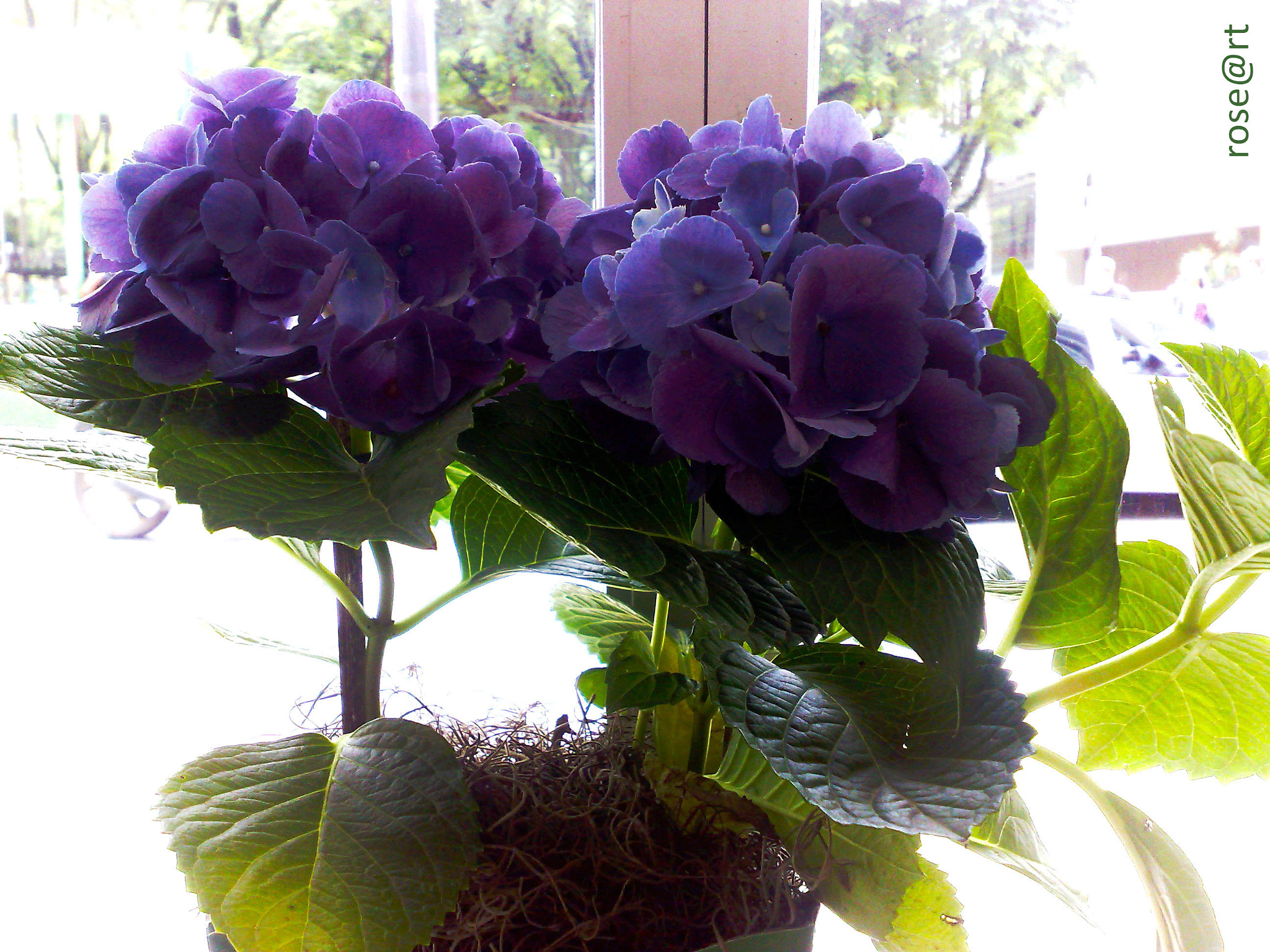Nokia N95 sample photo. Flowers photography