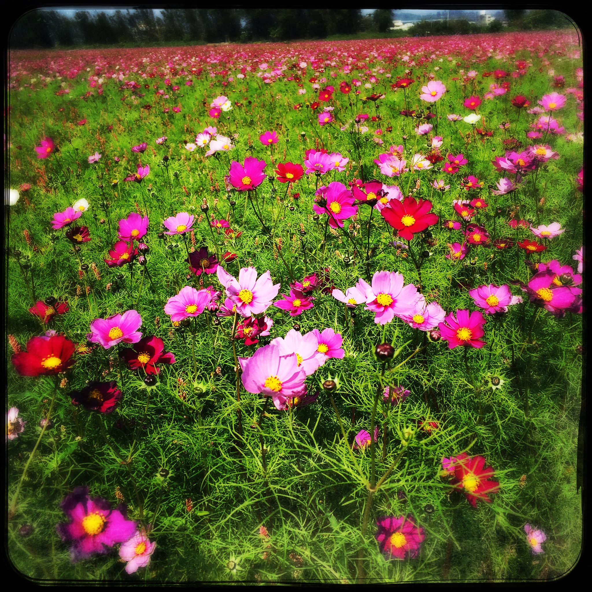 Hipstamatic 311 sample photo