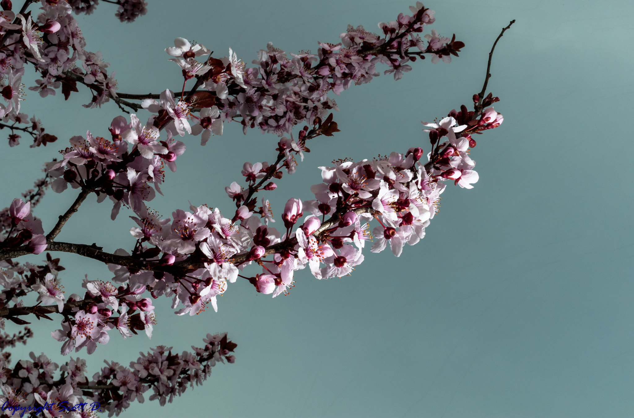 Nikon D3 sample photo. Light falling on cherry blossoms photography