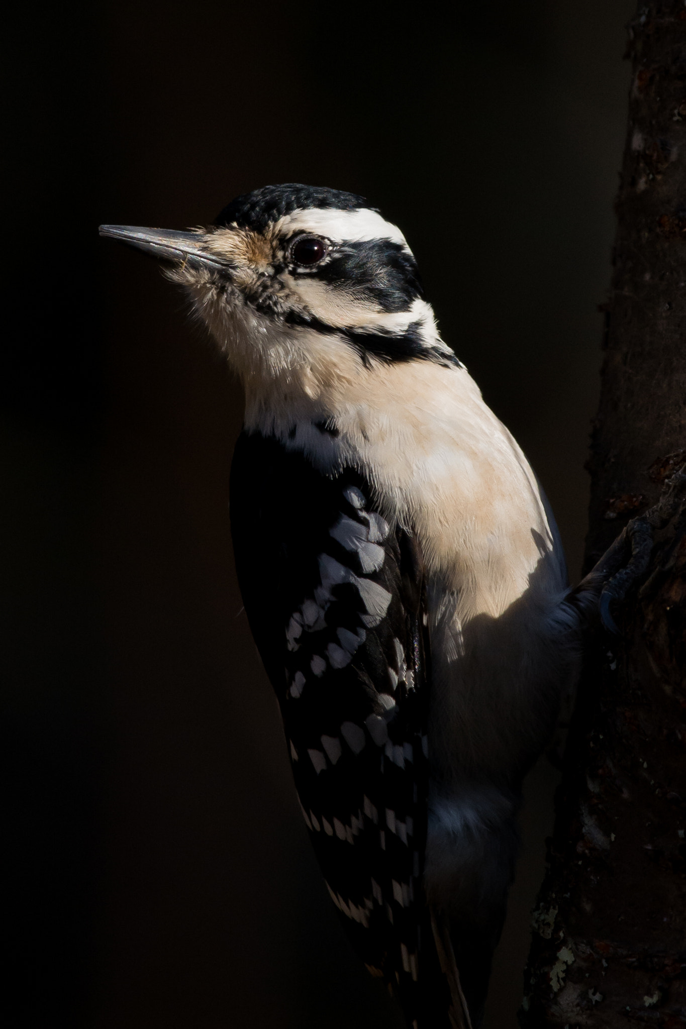 AF-S Nikkor 300mm f/2.8D IF-ED II sample photo. From out of the shadows photography