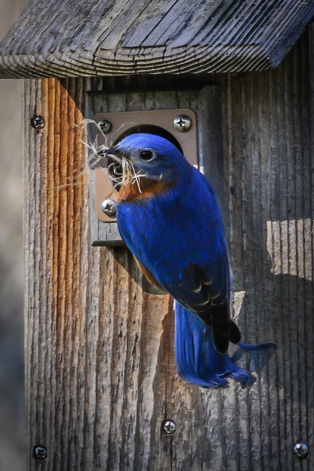 Nikon D300 + AF Nikkor 300mm f/4 IF-ED sample photo. Bluebird nesting photography