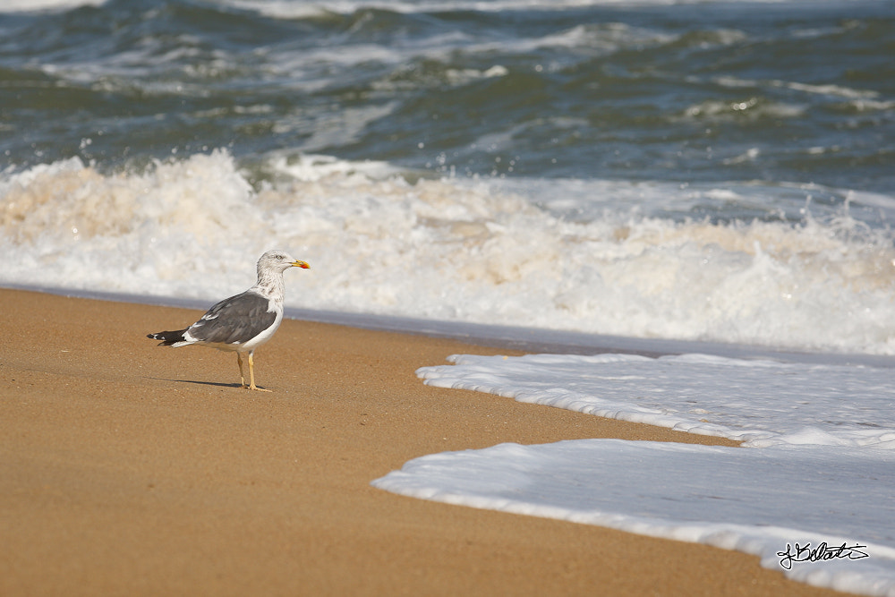 Canon EF 80-200mm f/2.8L sample photo. 1s8y1946-1.jpg photography