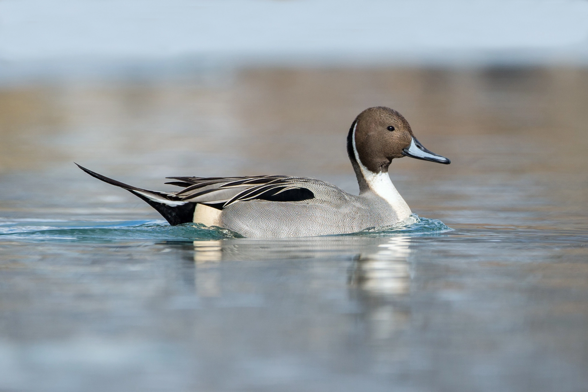 Canon EF 500mm F4L IS USM sample photo. Northern pintail photography