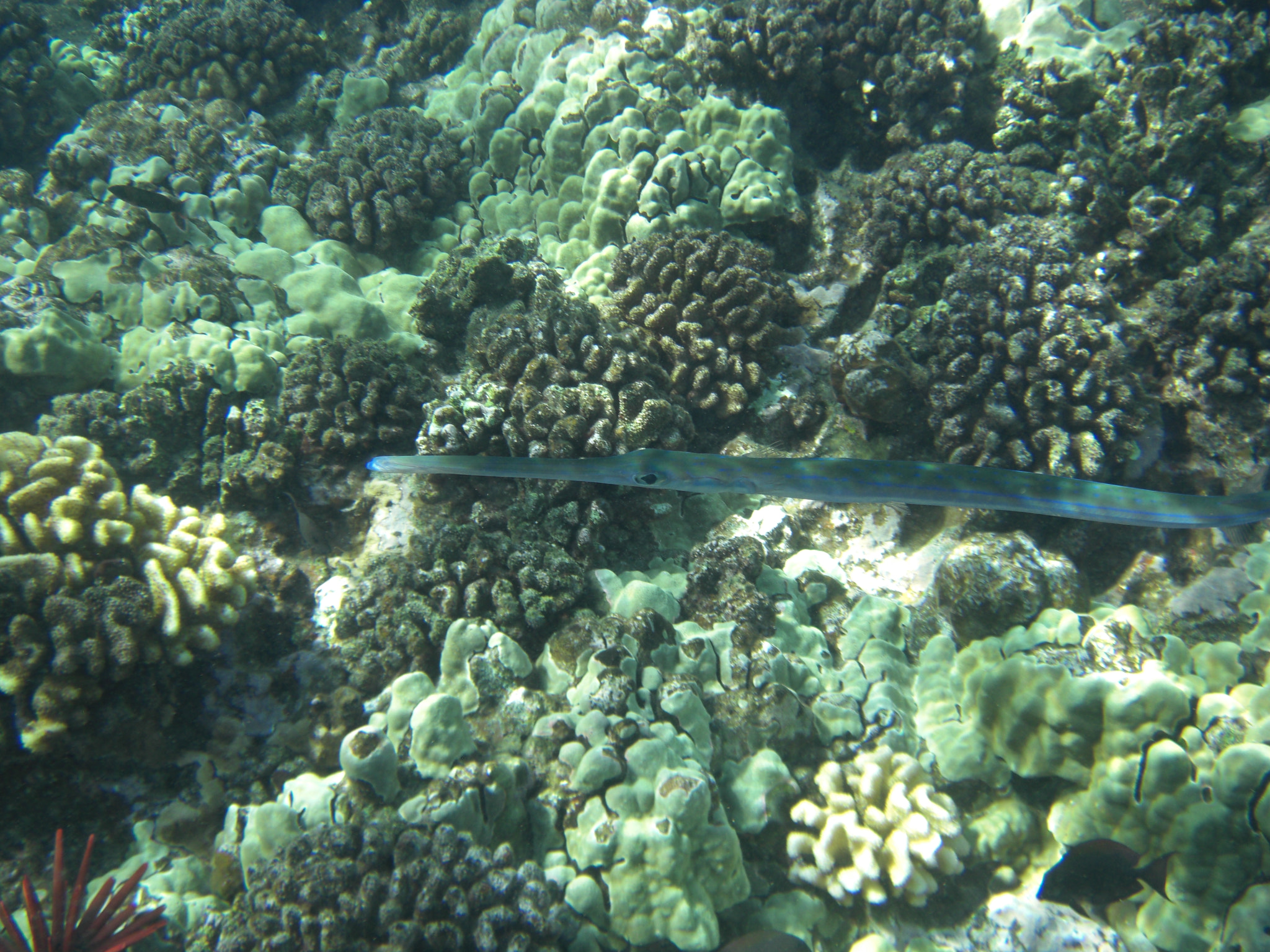 CASIO EX-Z1050 sample photo. Trumpetfish photography