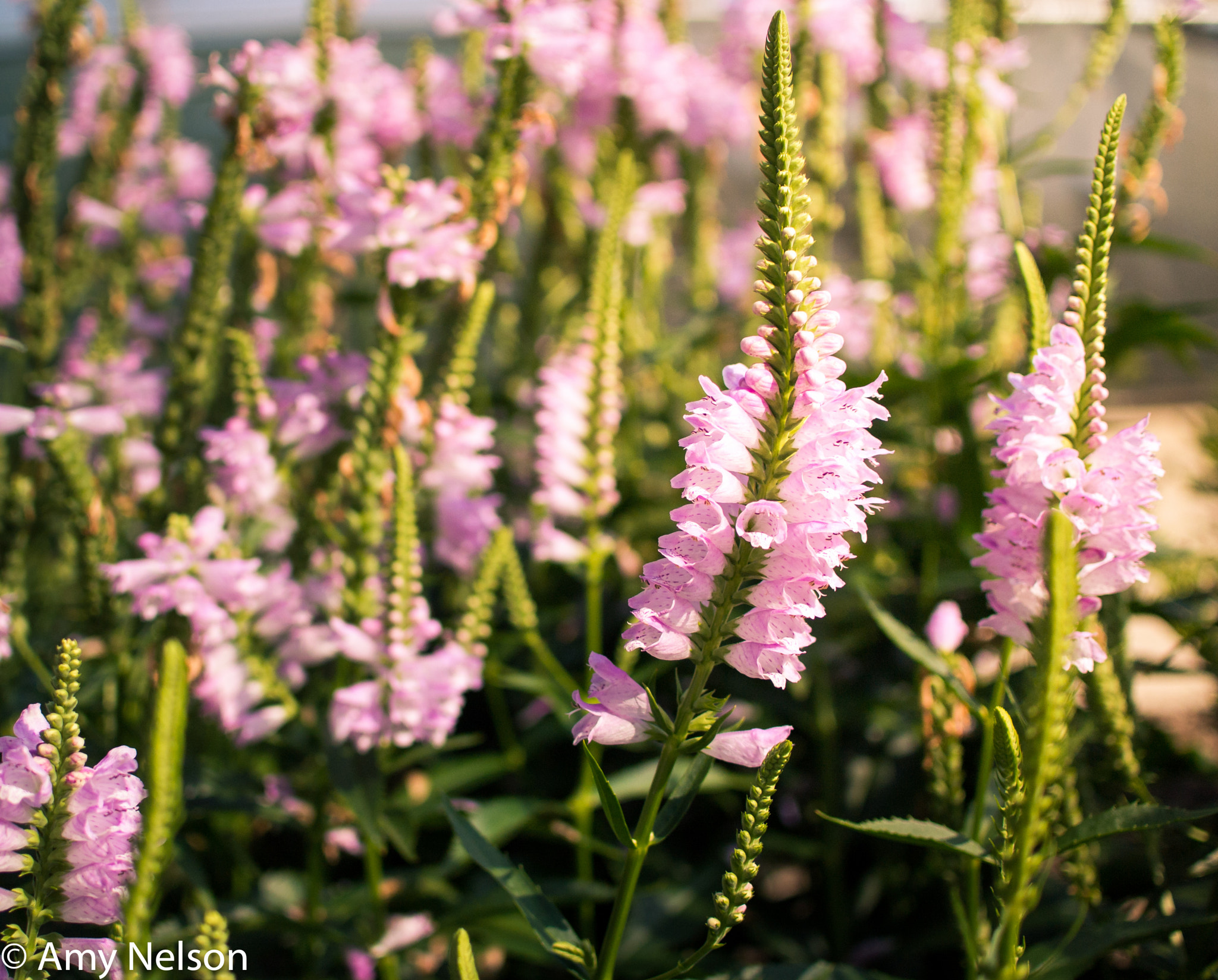 Nikon 1 J1 + Nikon 1 Nikkor 18.5mm F1.8 sample photo. Blooming photography