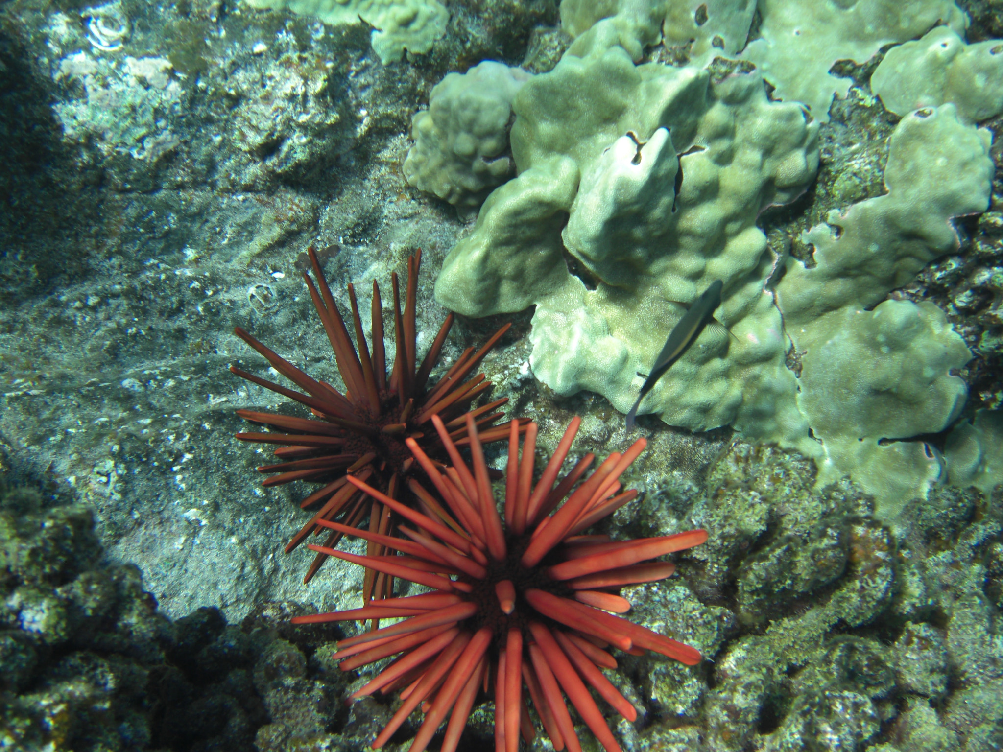 CASIO EX-Z1050 sample photo. Red urchins photography