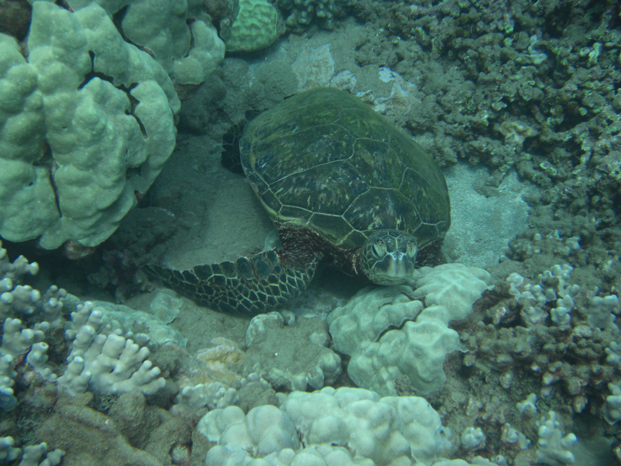 CASIO EX-Z1050 sample photo. Green sea turtle photography