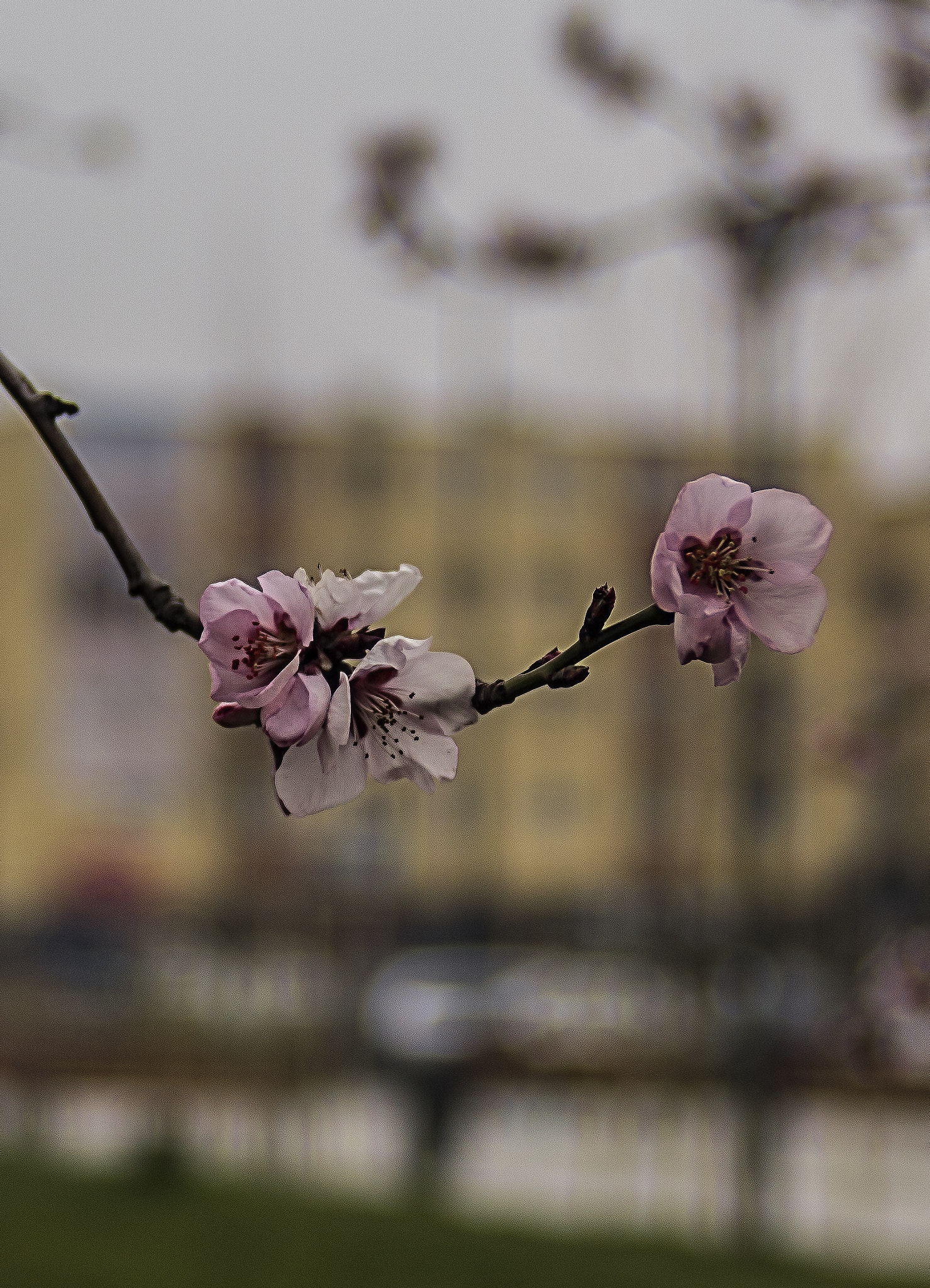 Canon EF 35-105mm f/3.5-4.5 sample photo. Incercari photography