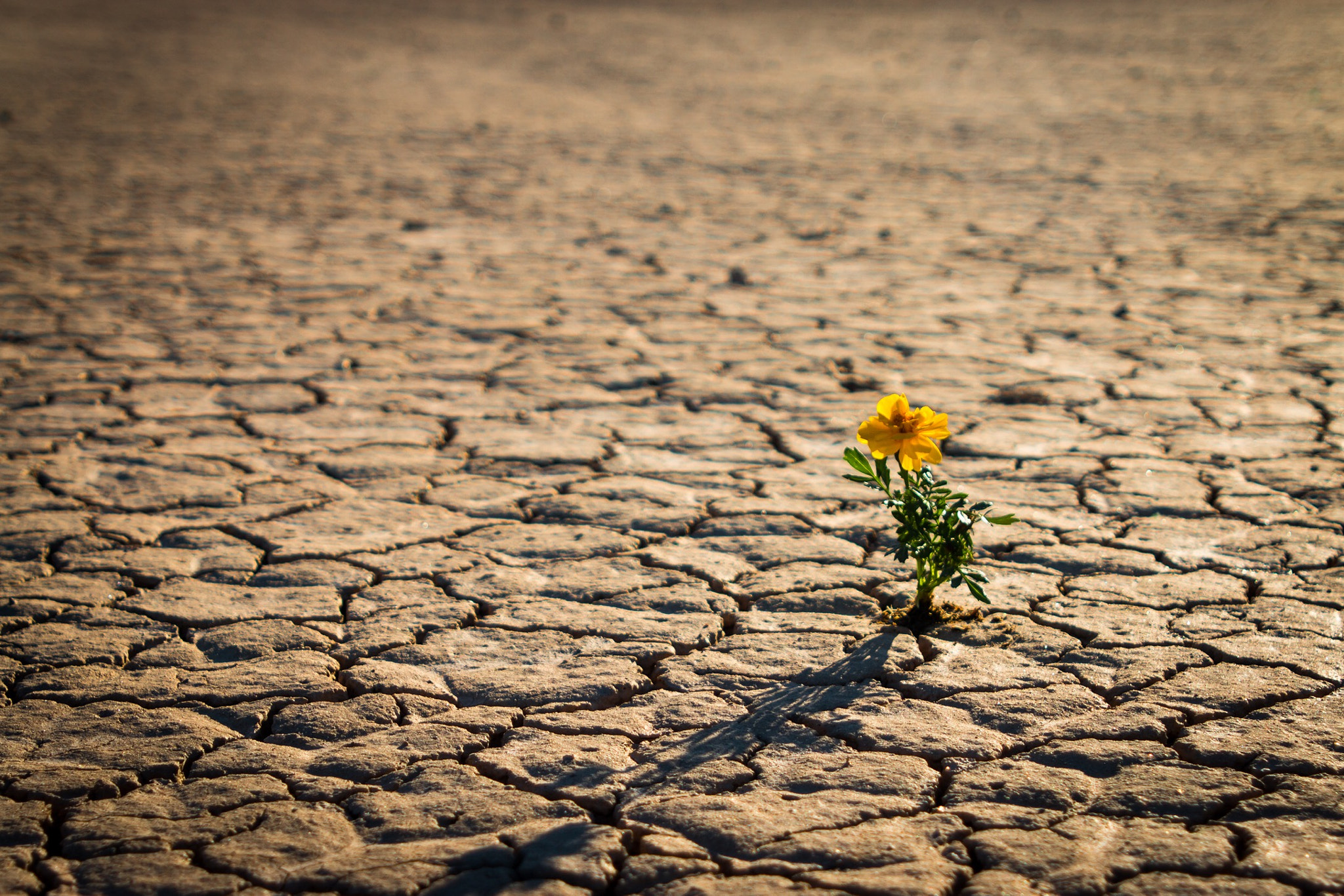 Canon EF 28-105mm f/3.5-4.5 USM sample photo. Perseverance - taken at eldorado dry lake bed out side of las vegas nevada. photography