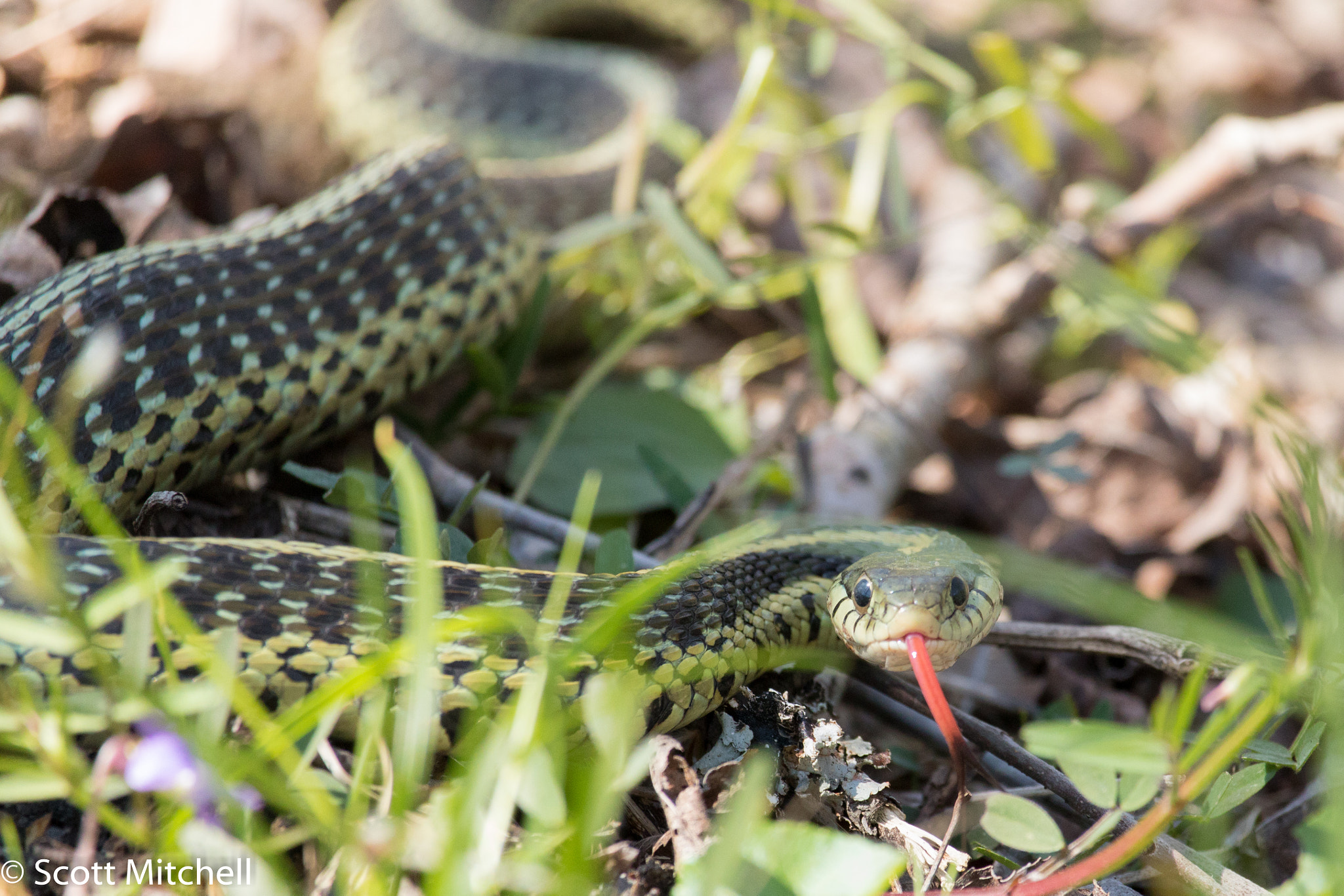 Canon EOS 760D (EOS Rebel T6s / EOS 8000D) sample photo. Garter snake photography