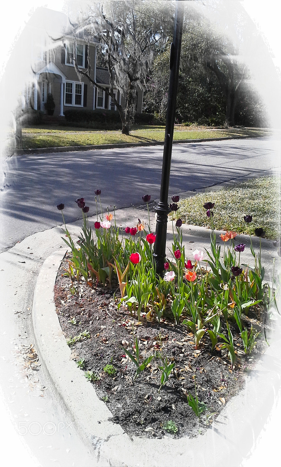 Samsung Galaxy S BlazeQ sample photo. Spring photography