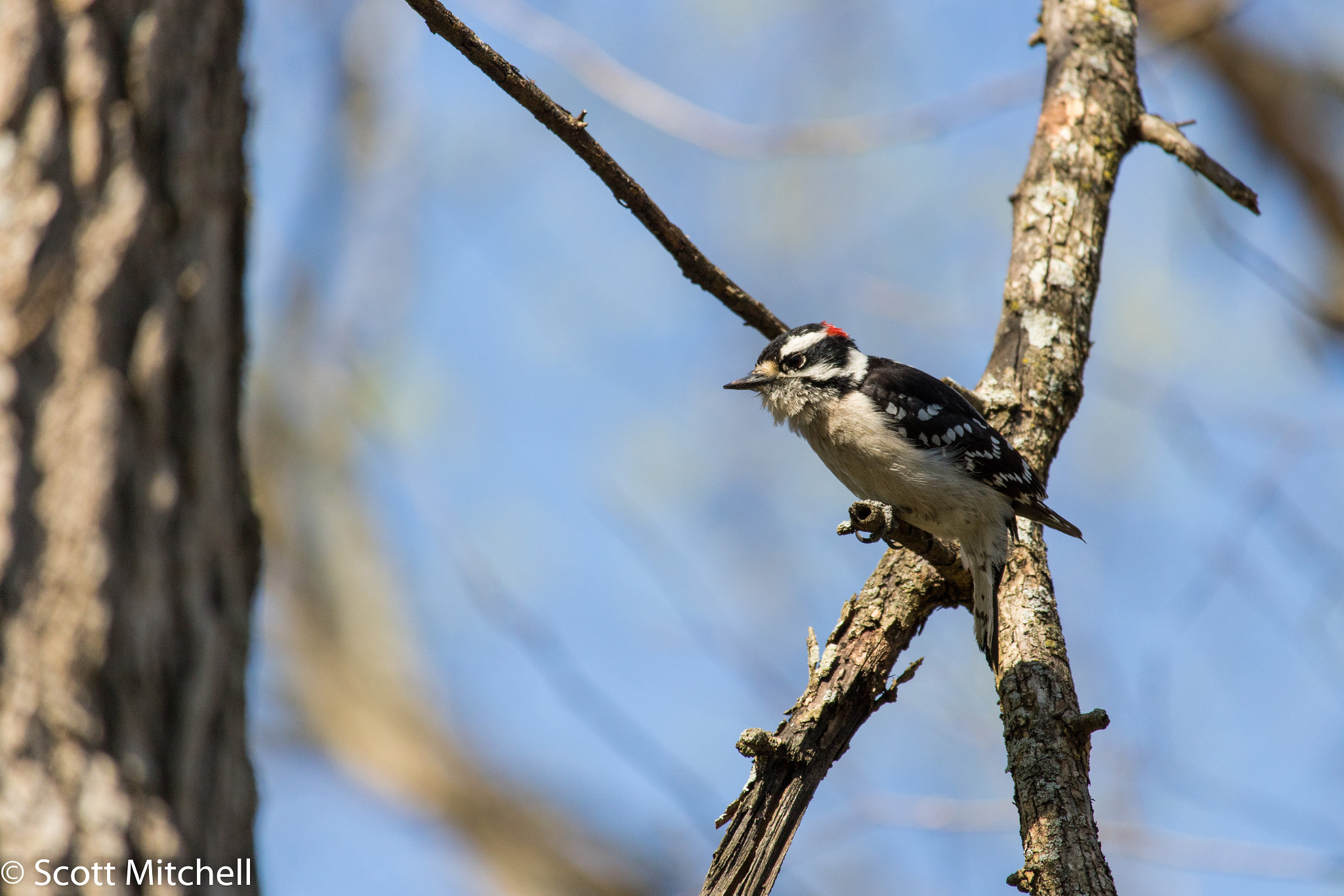 Canon EOS 760D (EOS Rebel T6s / EOS 8000D) sample photo. Downy woodpecker photography