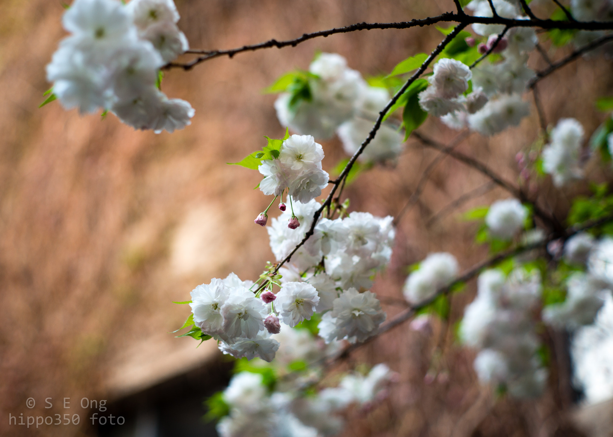 Summilux-M 1:1.4/50 sample photo. Cherry blossom at dusk photography