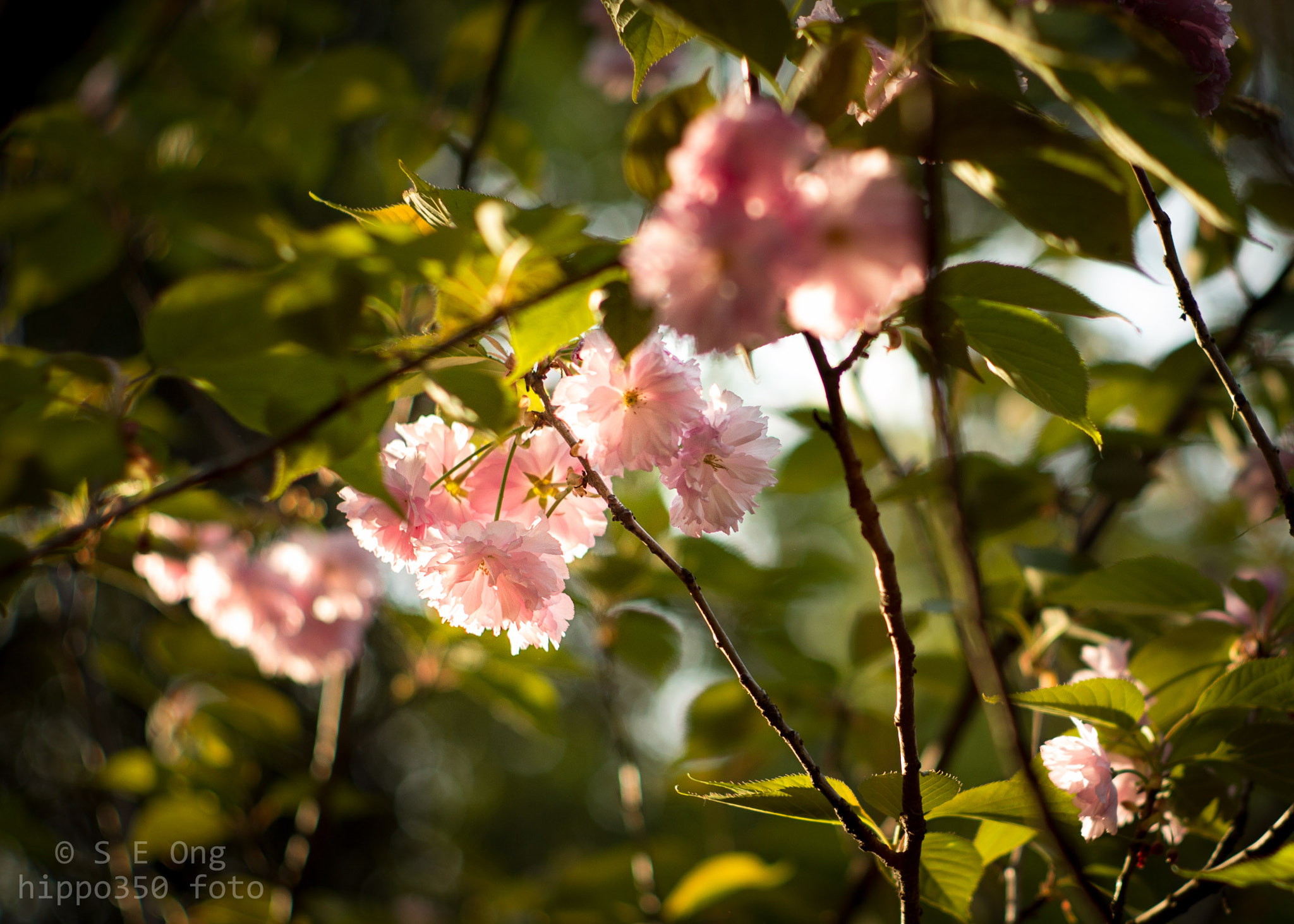 Summilux-M 1:1.4/50 sample photo. Cherry blossom in wuhan university photography
