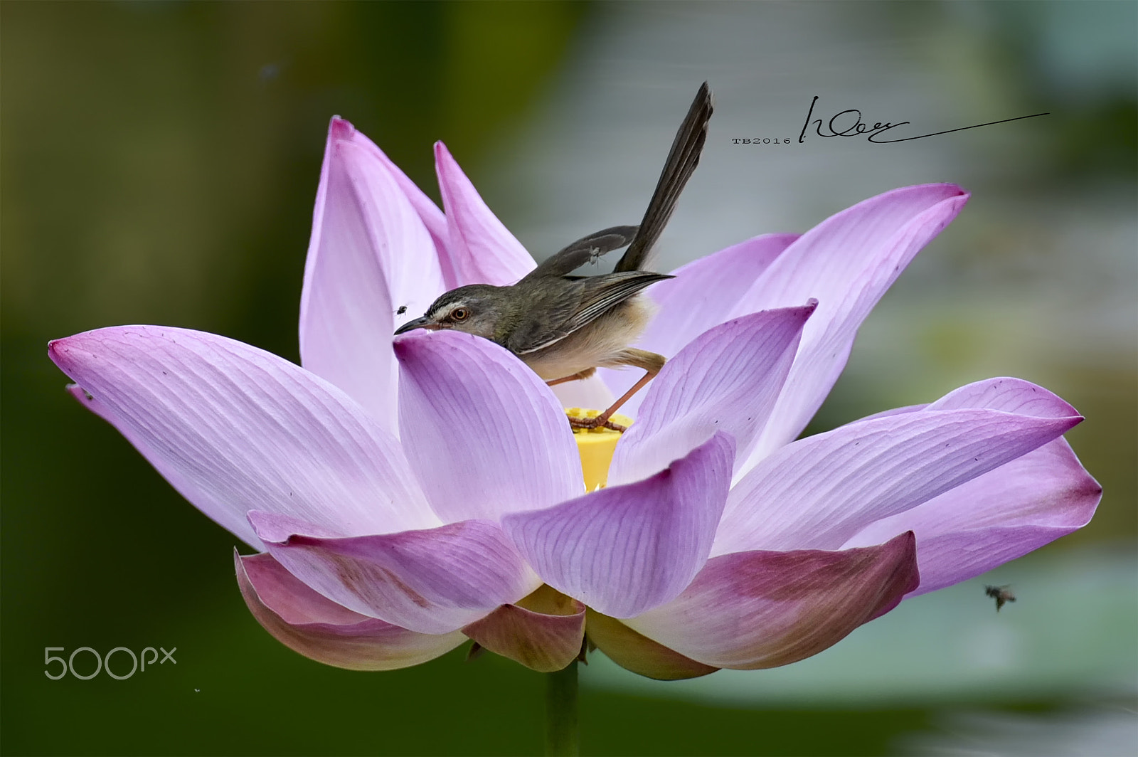 Nikon AF-S Nikkor 600mm F4D ED-IF II sample photo